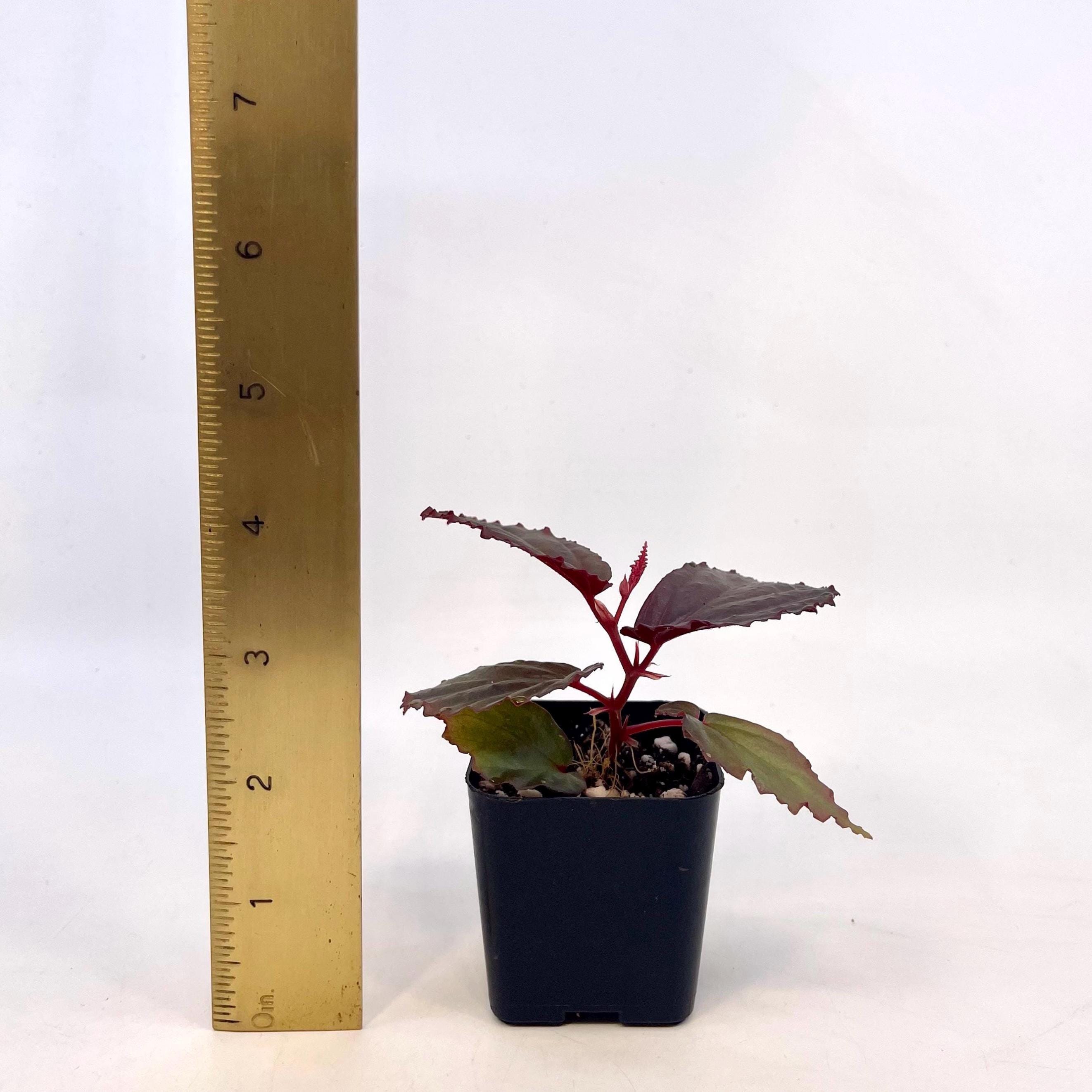 Begonia Botanicaz 141