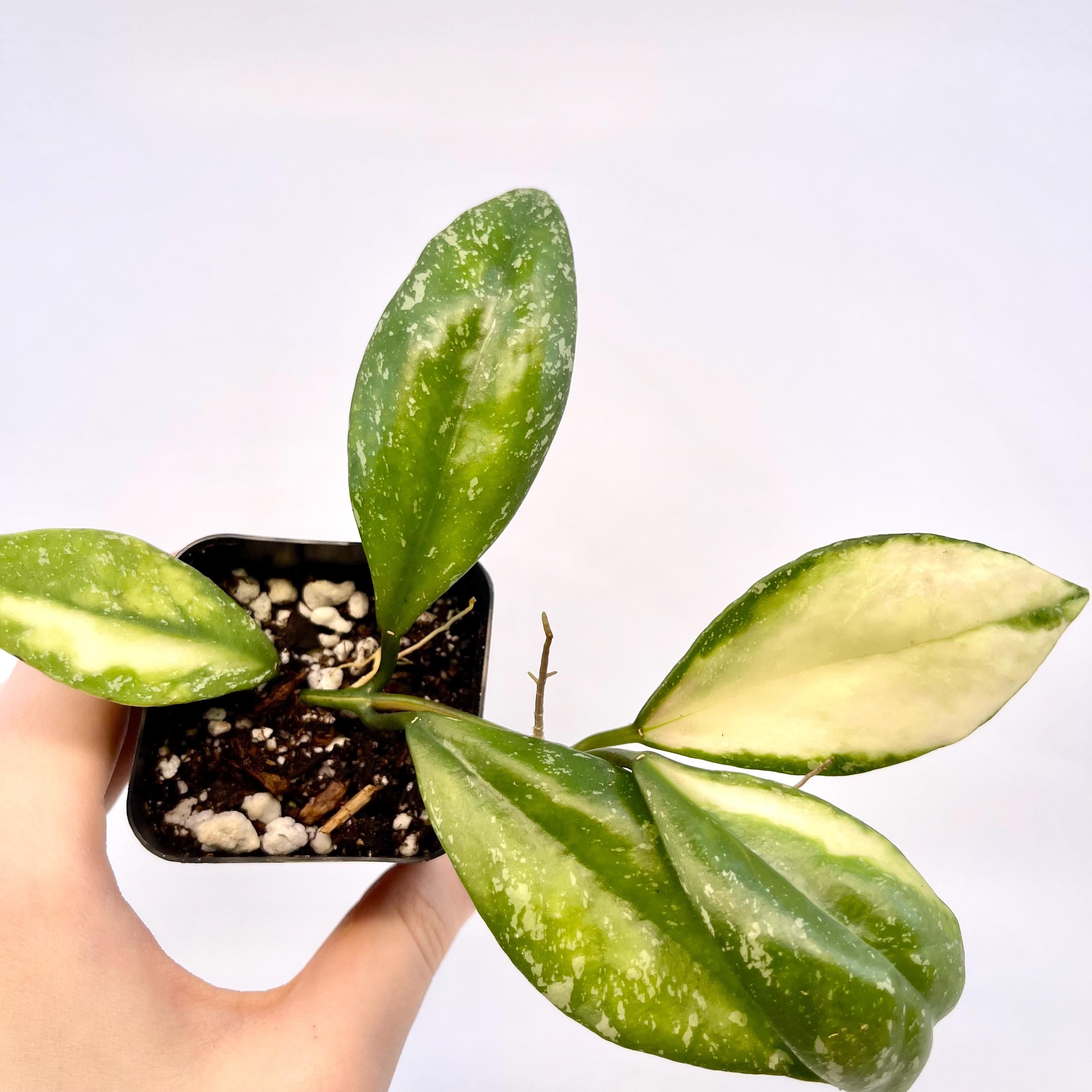 Variegated Hoya nabawensis (Can acclimate to house conditions)
