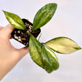 Variegated Hoya nabawensis (Can acclimate to house conditions)