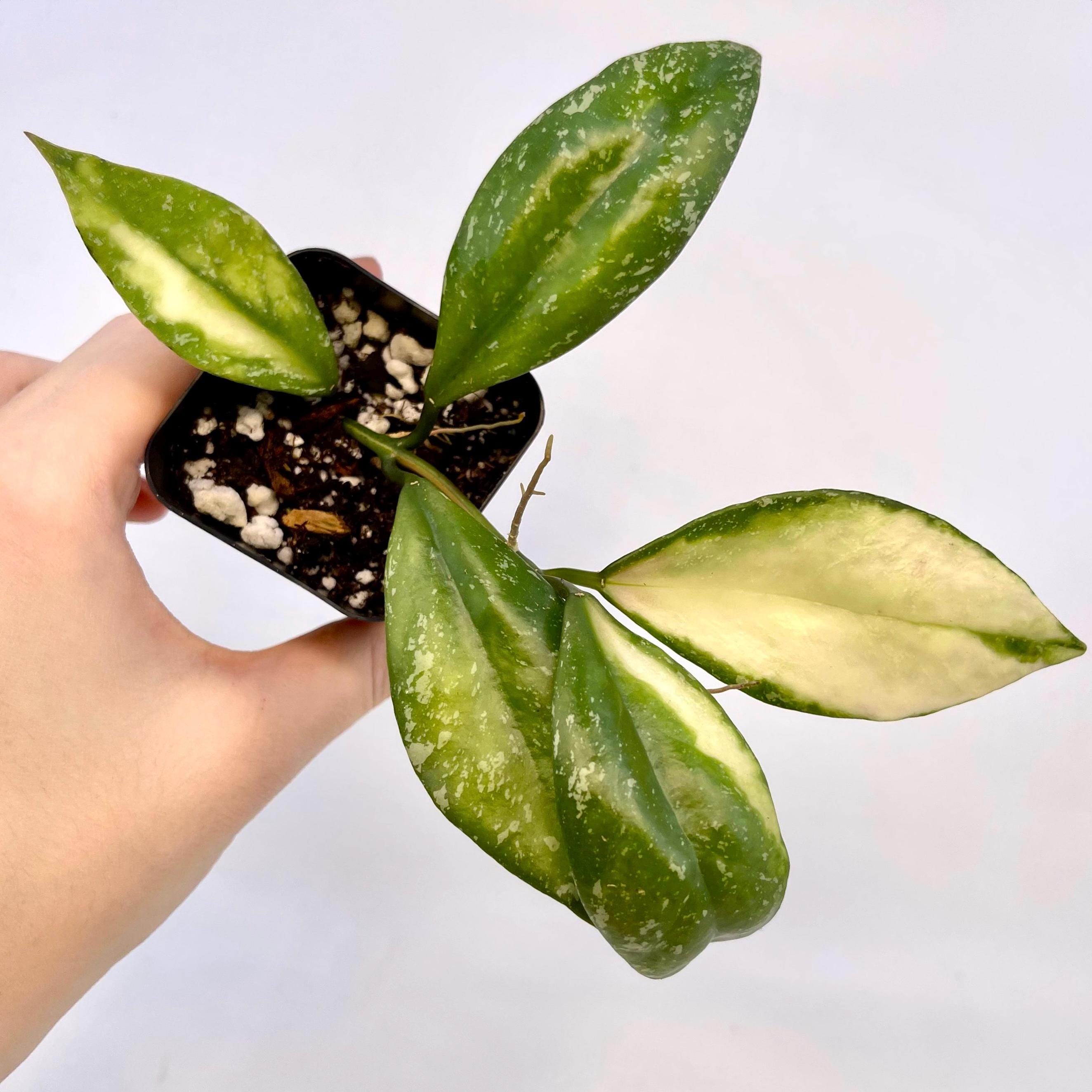 Variegated Hoya nabawensis (Can acclimate to house conditions)