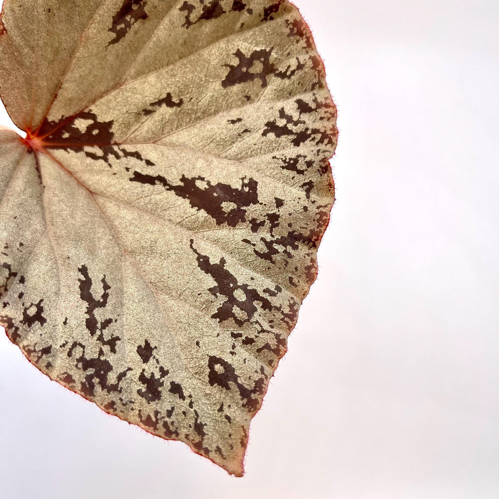 LEAF CUTTING Begonia Botanicaz 14 ‘Silver Suede’ PIXEL (Can acclimate to house conditions)