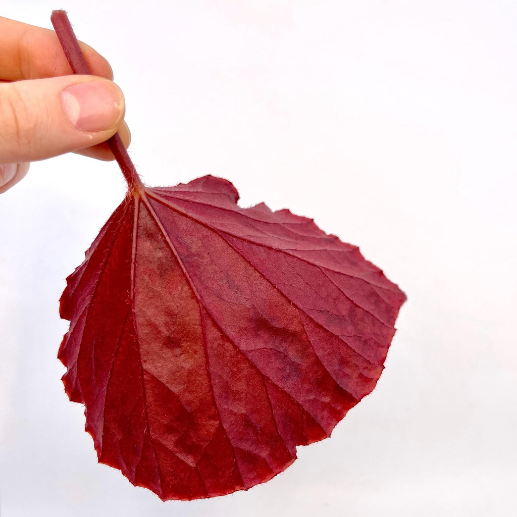 LEAF CUTTING Begonia Botanicaz 14 ‘Silver Suede’ PIXEL (Can acclimate to house conditions)