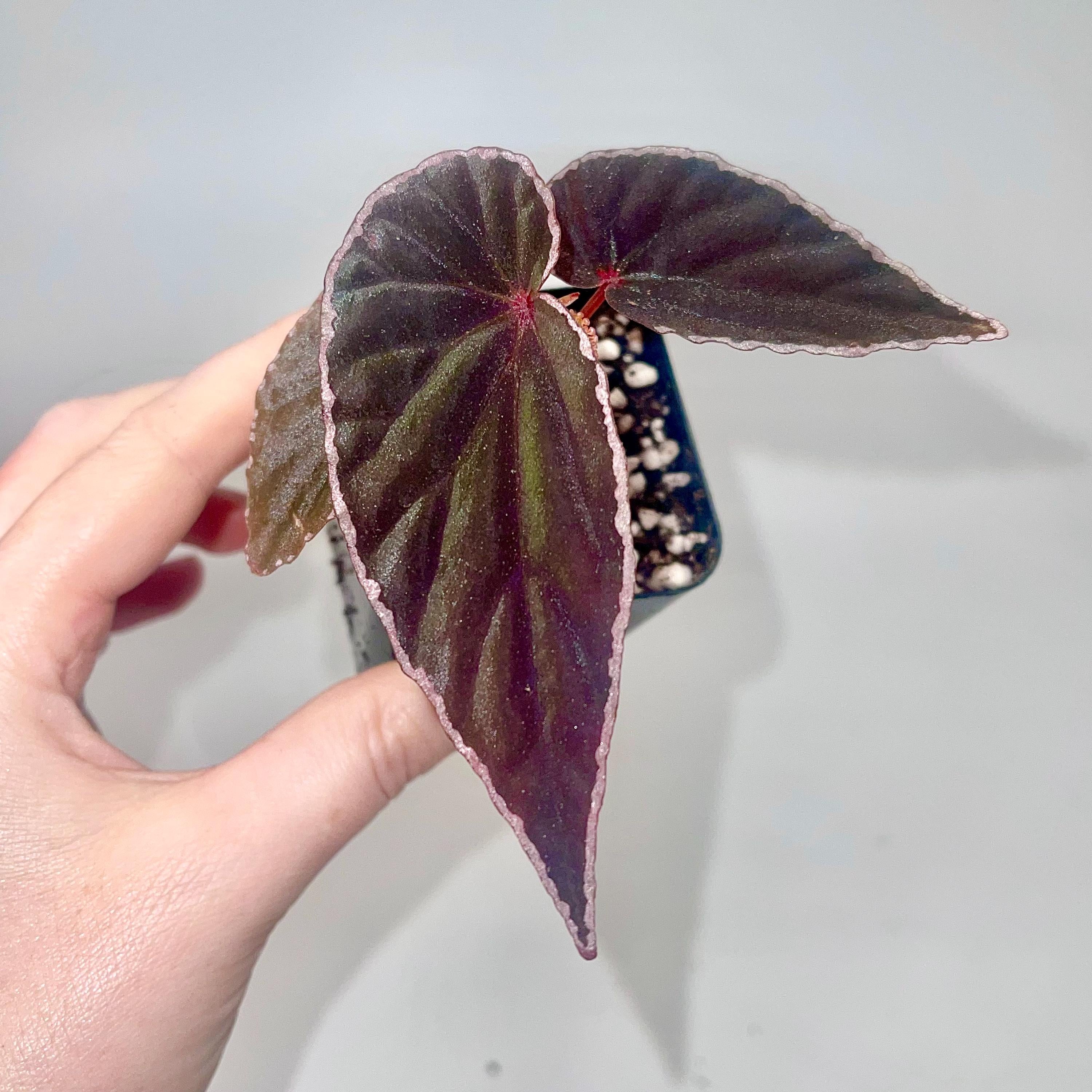READY SOON Begonia Botanicaz 150
