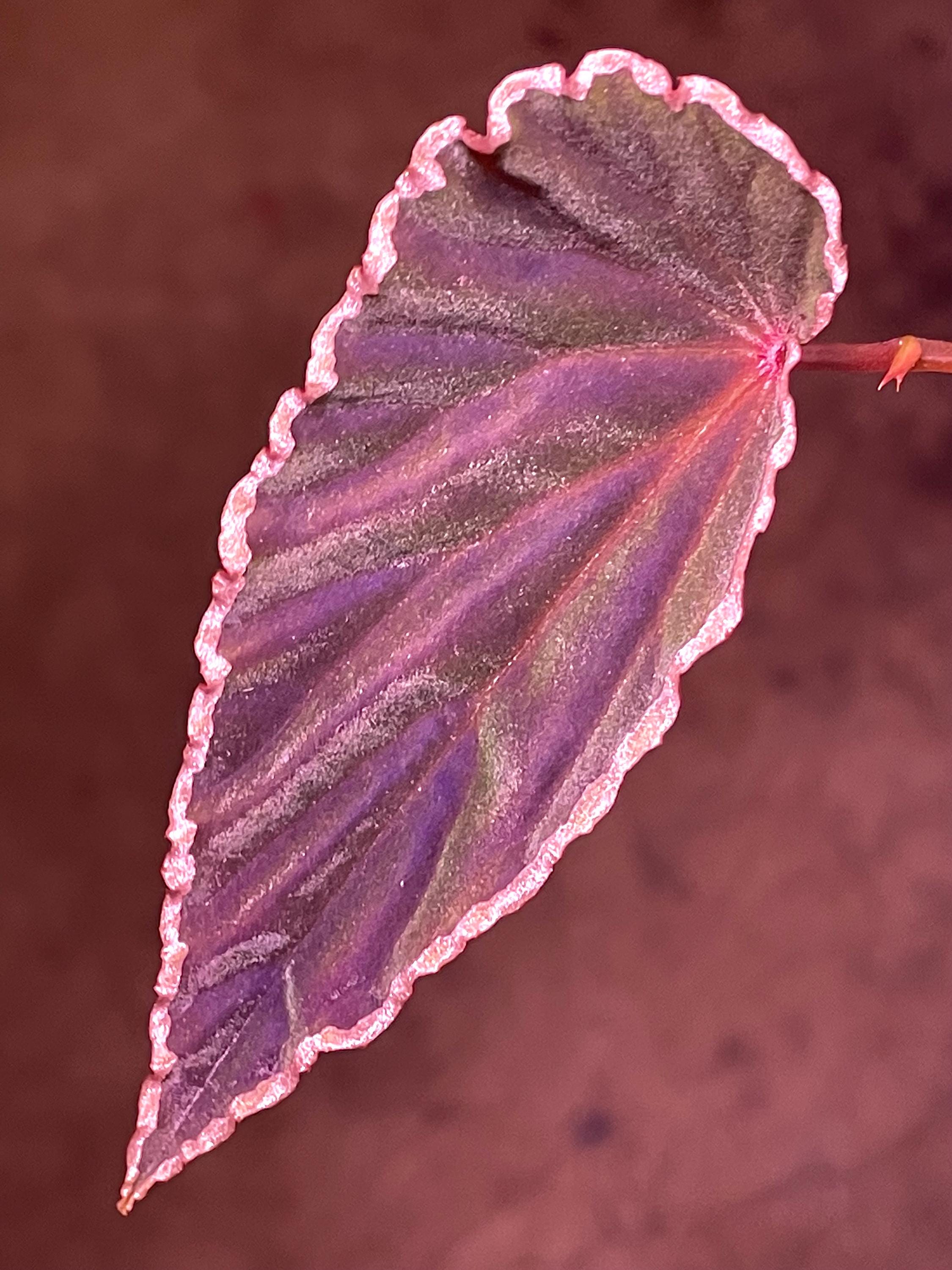 Begonia Botanicaz 150 V.1