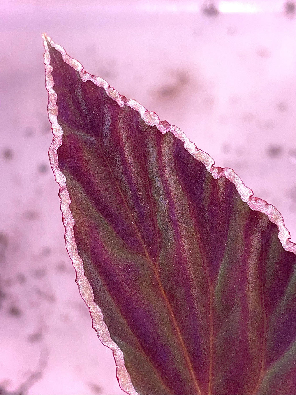 Begonia Botanicaz 150 V.1