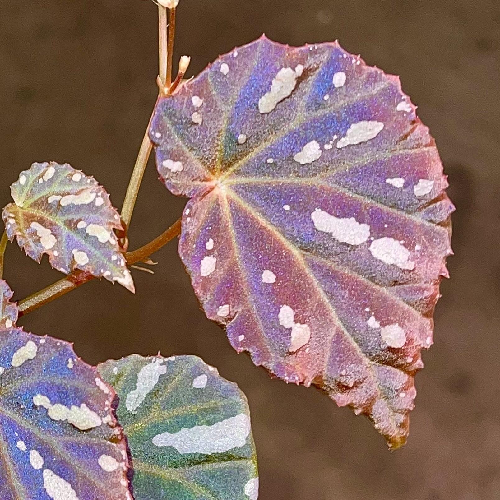 Begonia Botanicaz 34