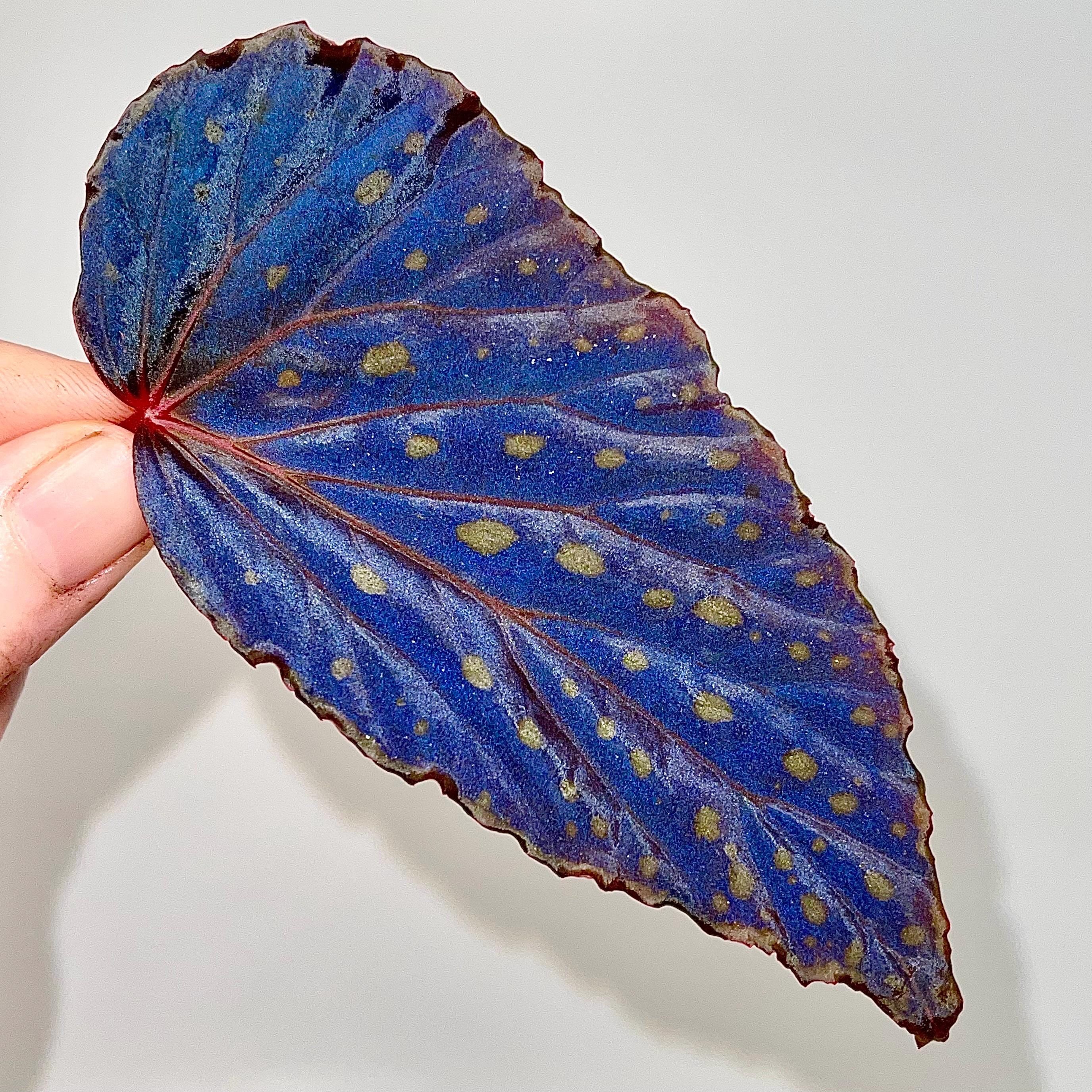 LEAF CUTTING Begonia Botanicaz 67 (Fragrant Blooms)