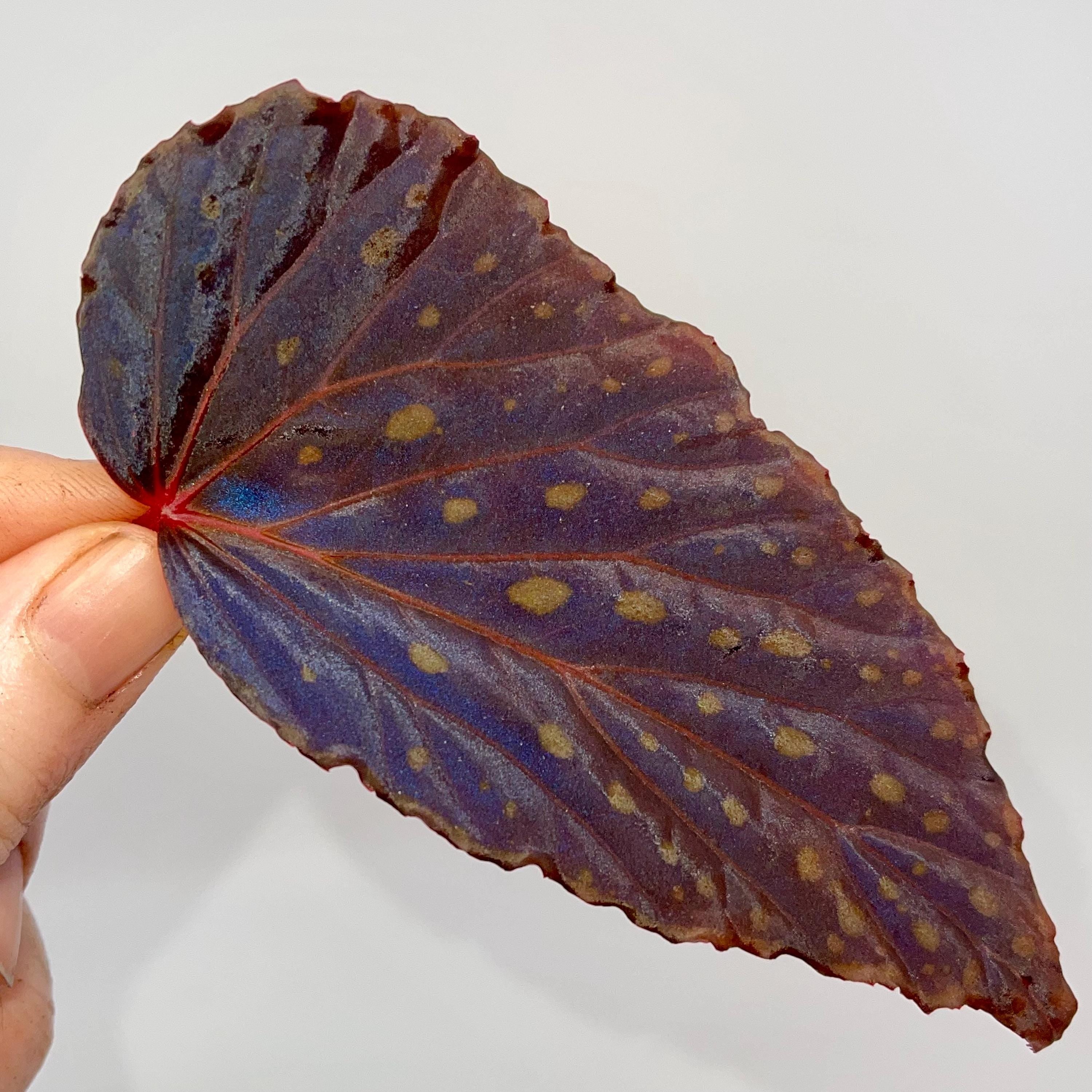LEAF CUTTING Begonia Botanicaz 67 (Fragrant Blooms)