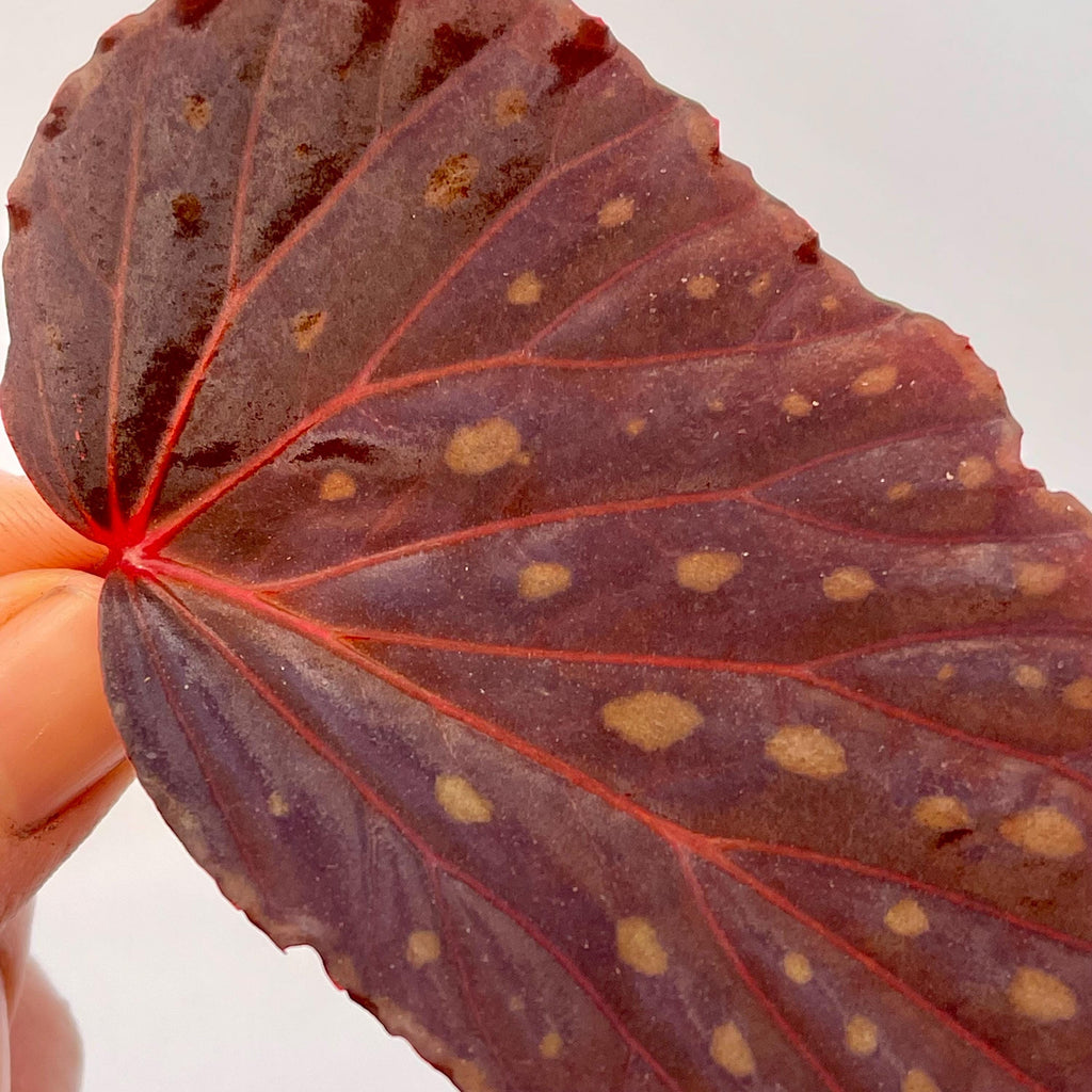 LEAF CUTTING Begonia Botanicaz 67 (Fragrant Blooms)