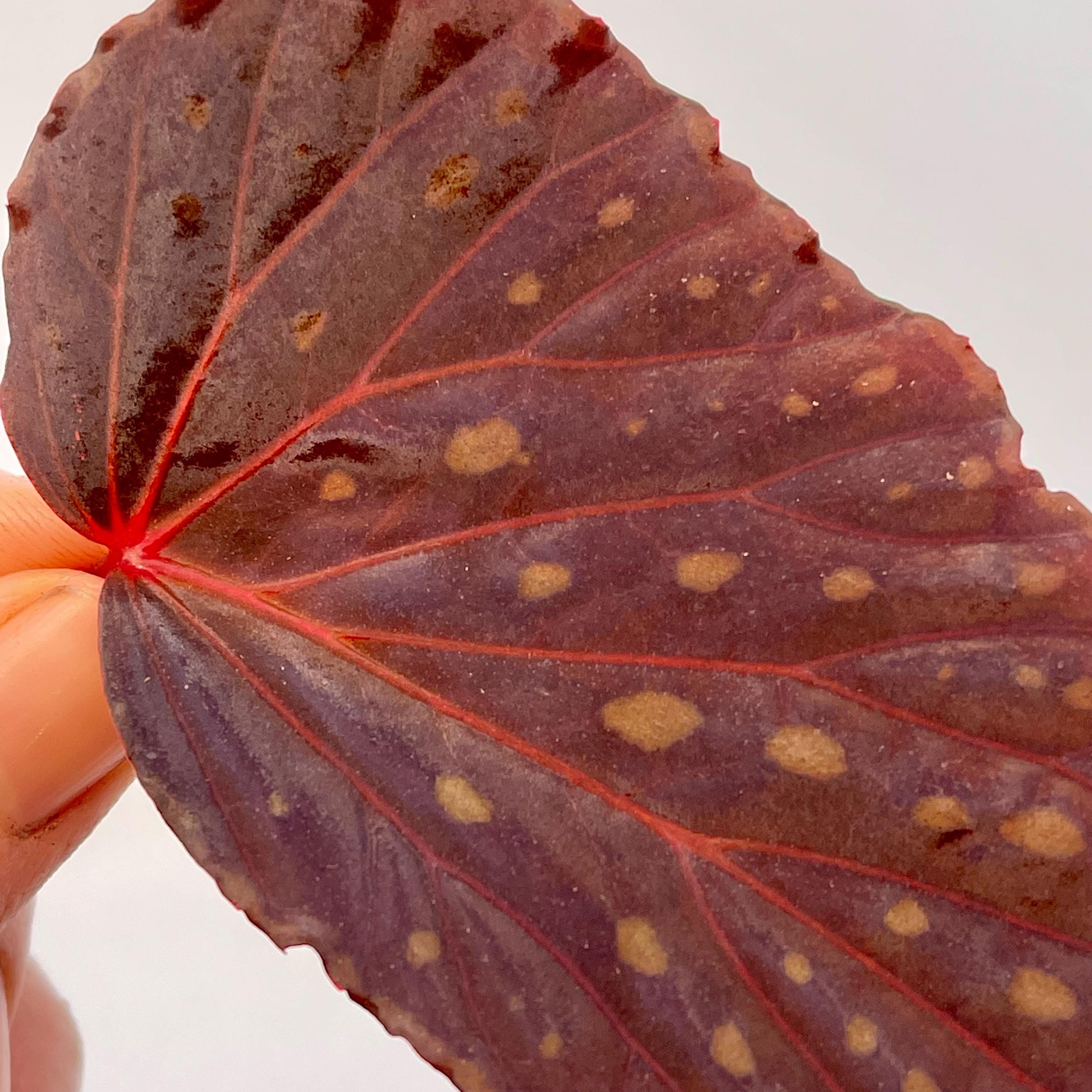 LEAF CUTTING Begonia Botanicaz 67 (Fragrant Blooms)
