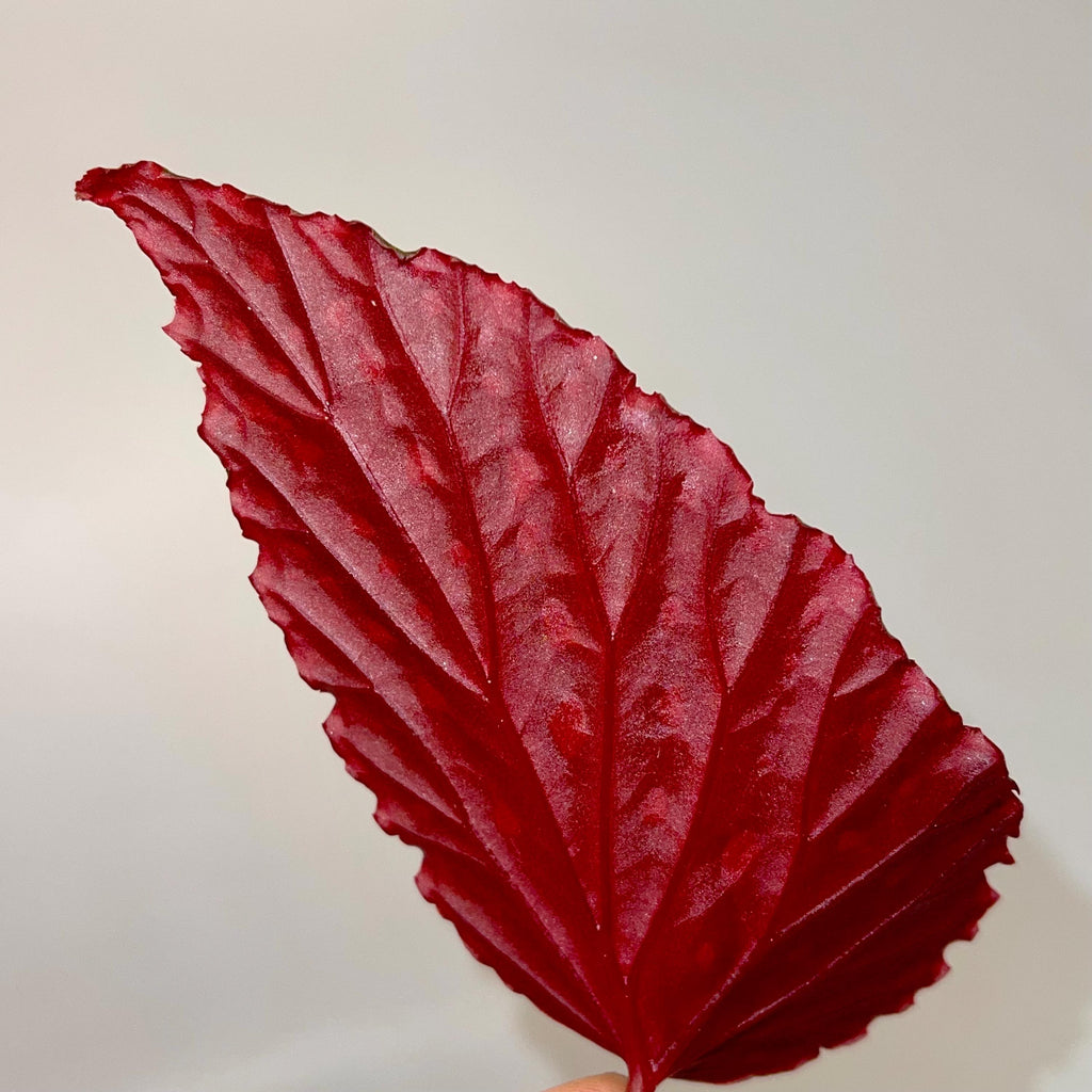 LEAF CUTTING Begonia Botanicaz 67 (Fragrant Blooms)