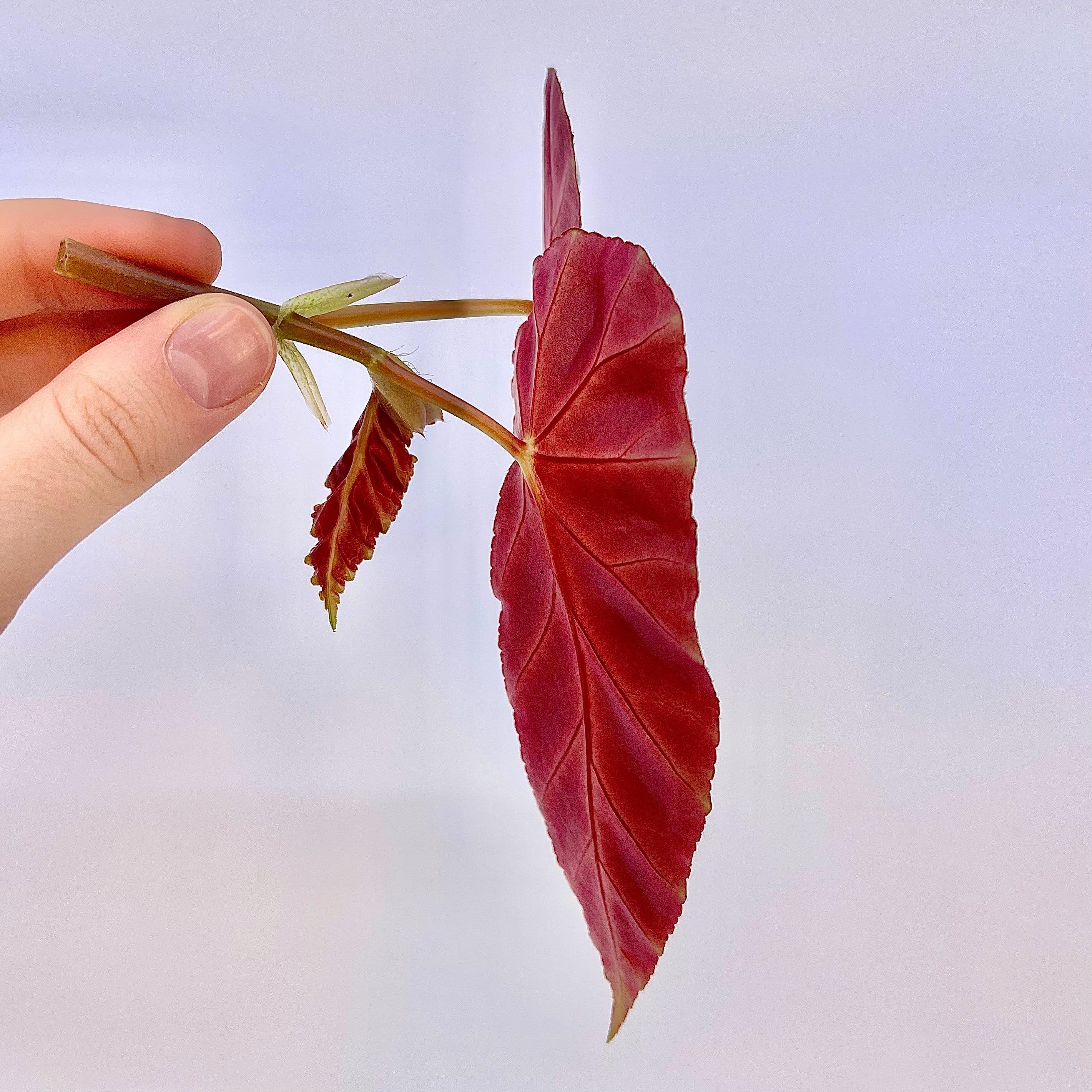TOP CUTTING Begonia Grey Feather (Can acclimate to house conditions)