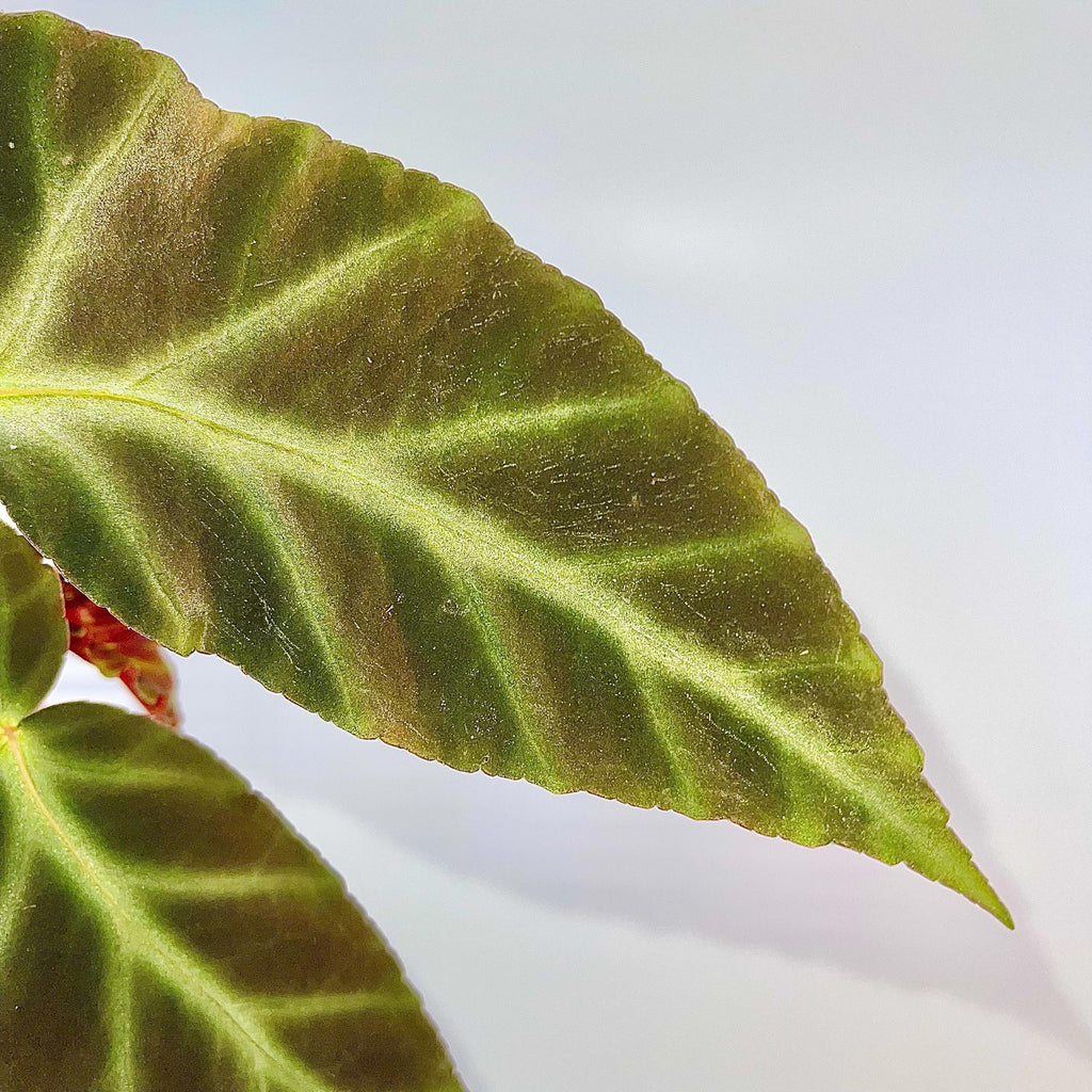 TOP CUTTING Begonia Grey Feather (Can acclimate to house conditions)
