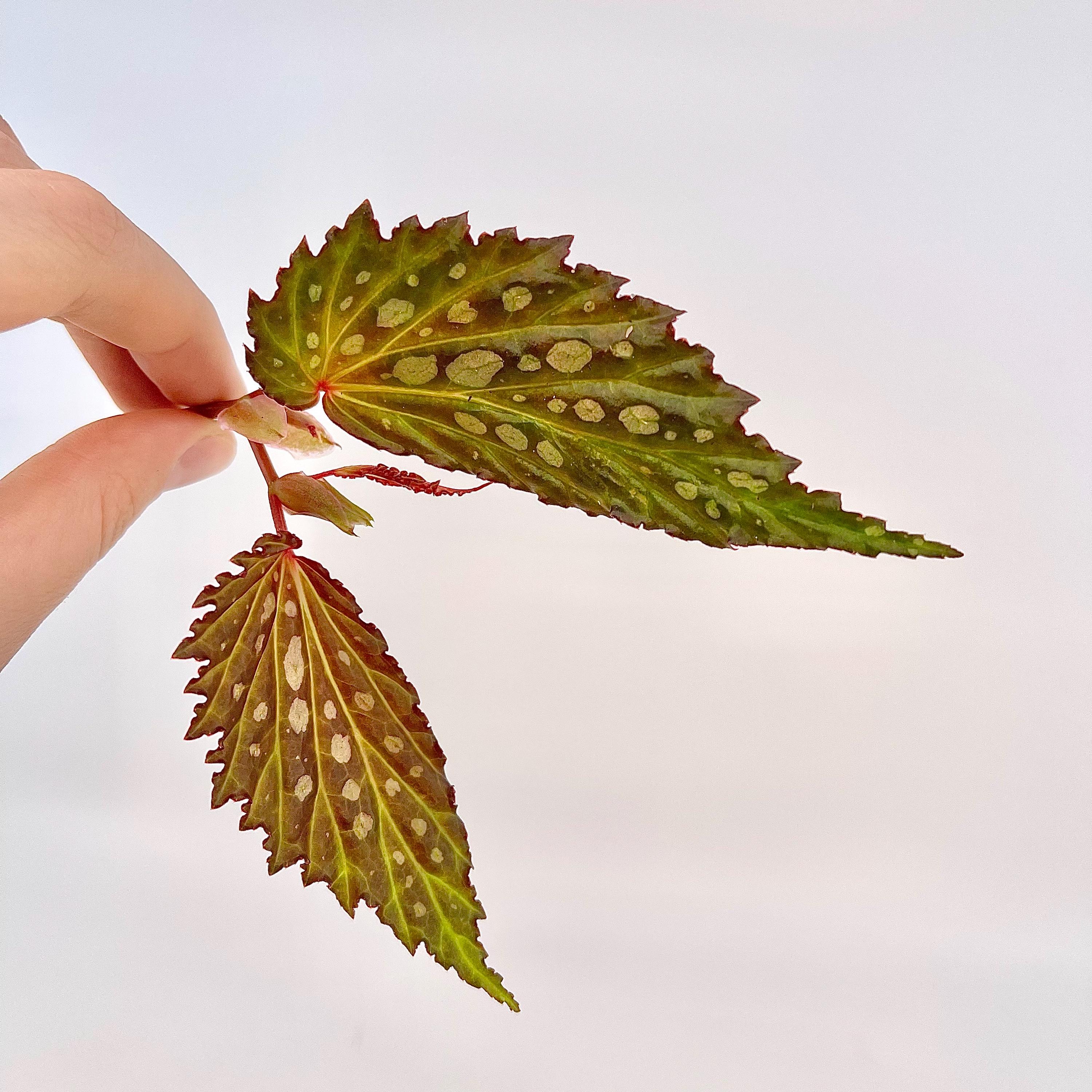 TOP CUTTING Begonia Botanicaz 66