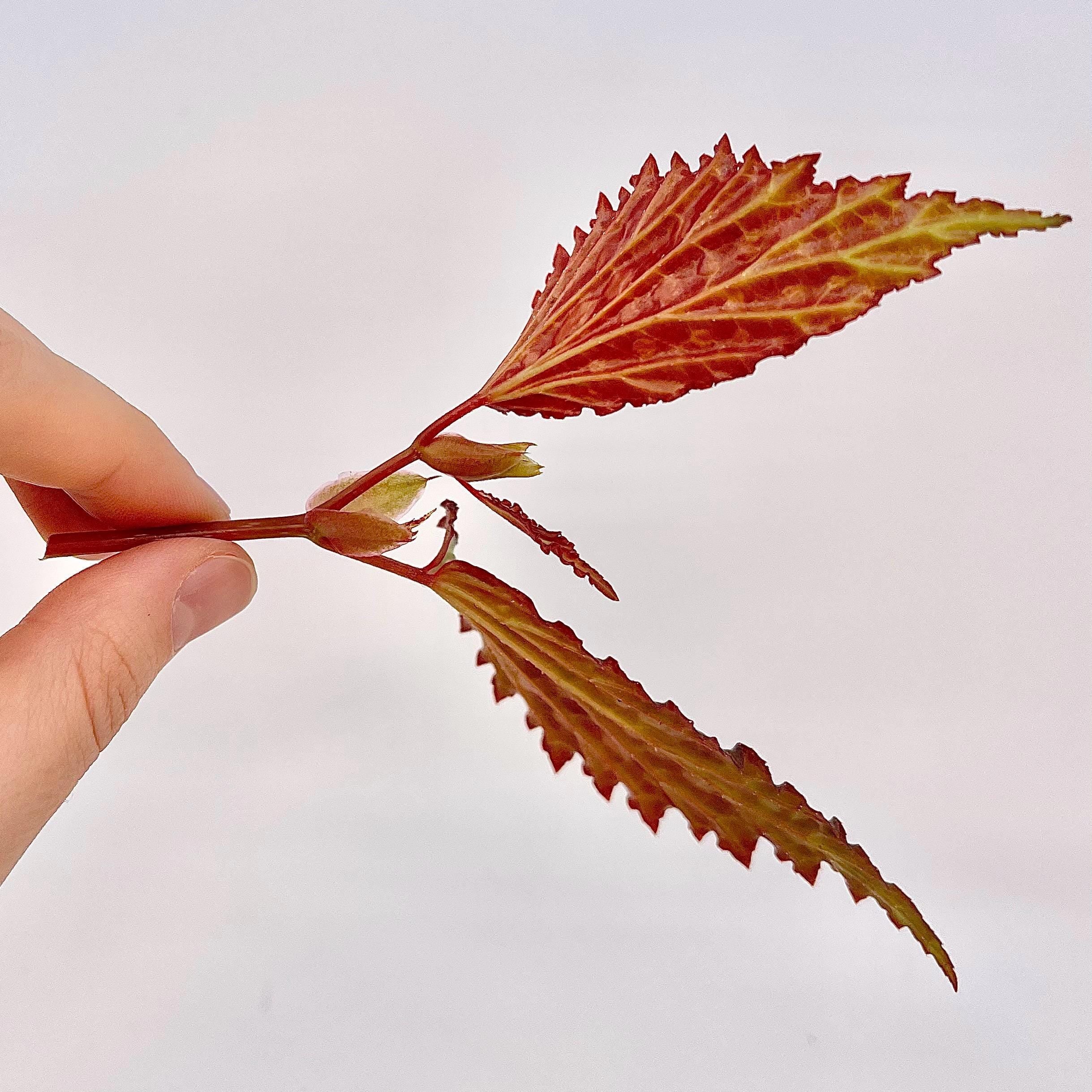 TOP CUTTING Begonia Botanicaz 66