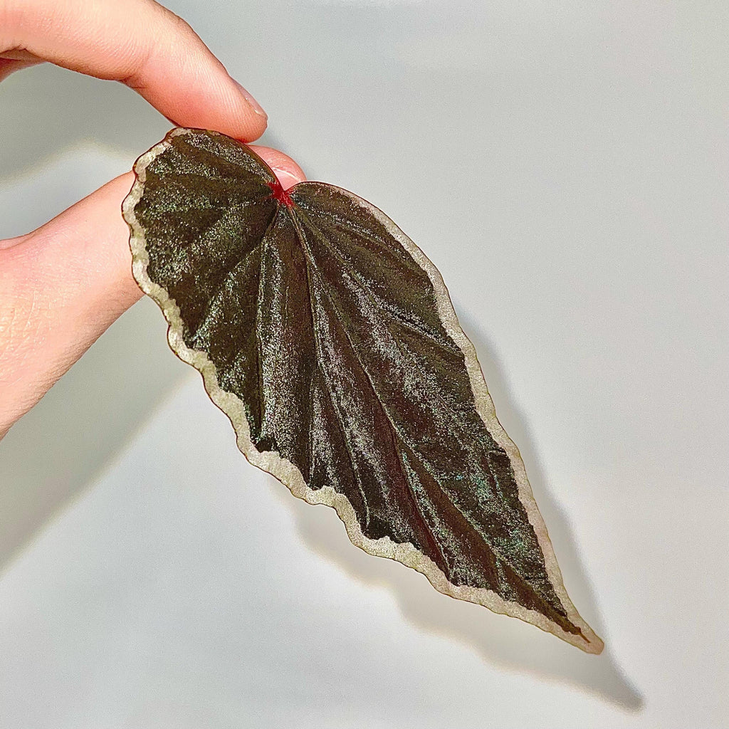 LEAF CUTTING Begonina Botanicaz 150 V.1