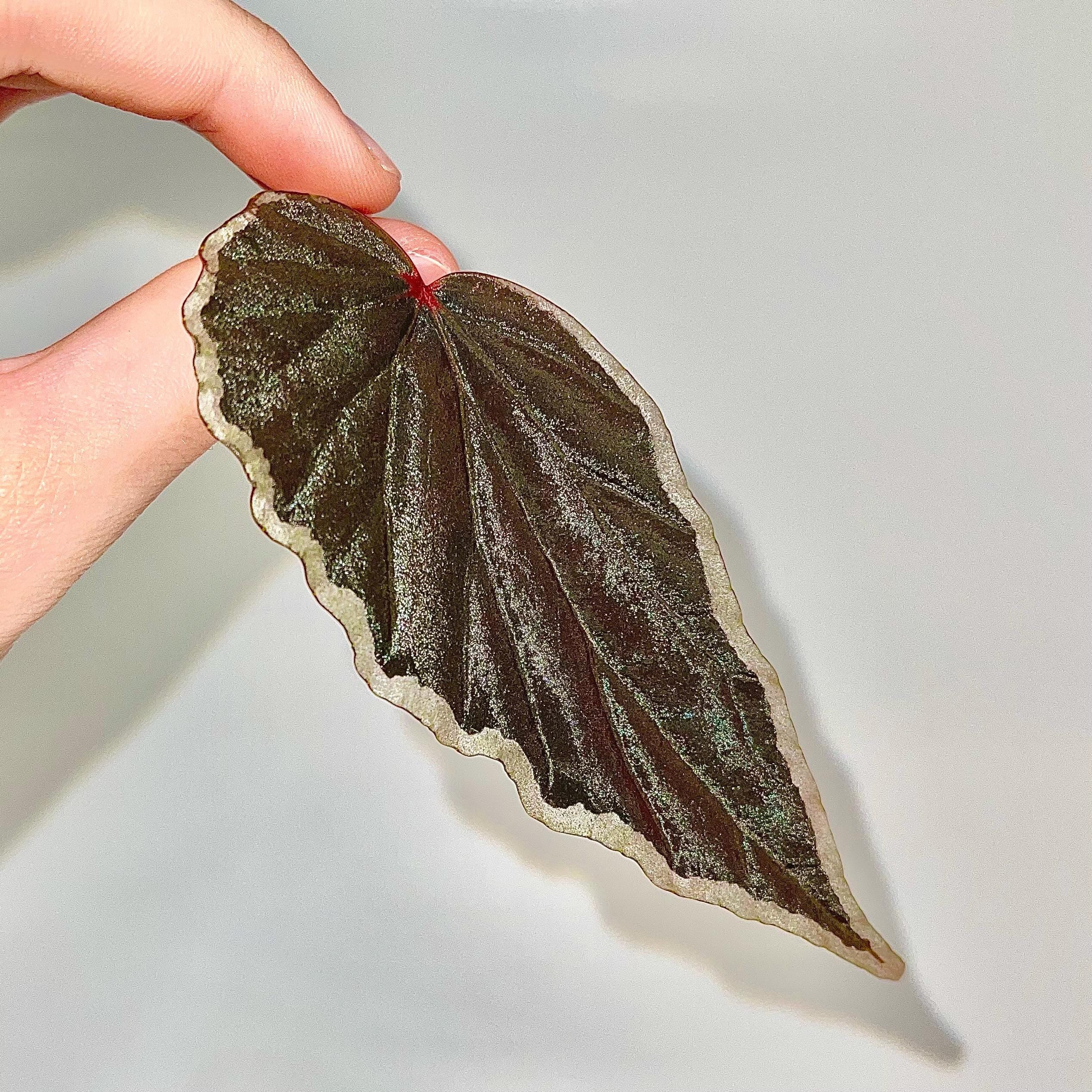 LEAF CUTTING Begonina Botanicaz 150 V.1