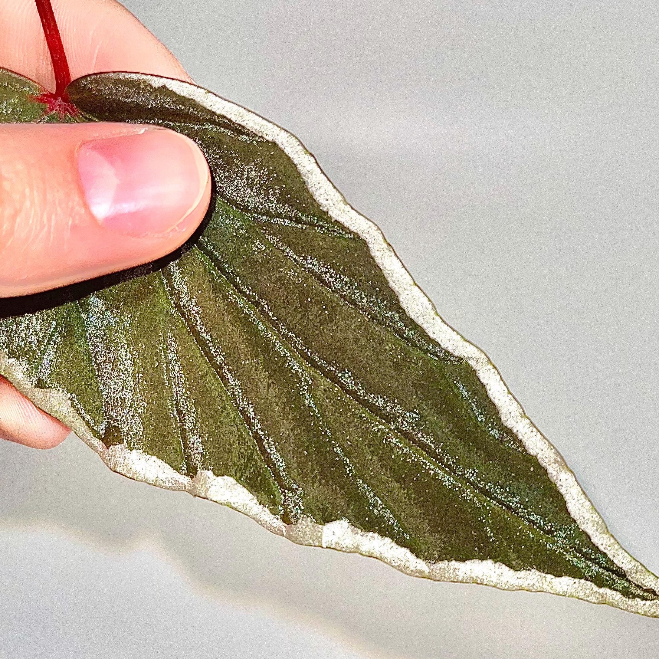 LEAF CUTTING Begonina Botanicaz 150 V.1