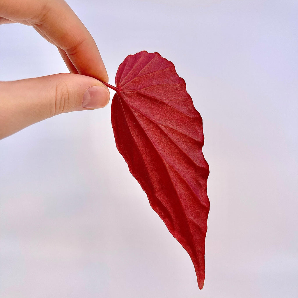 LEAF CUTTING Begonina Botanicaz 150 V.1