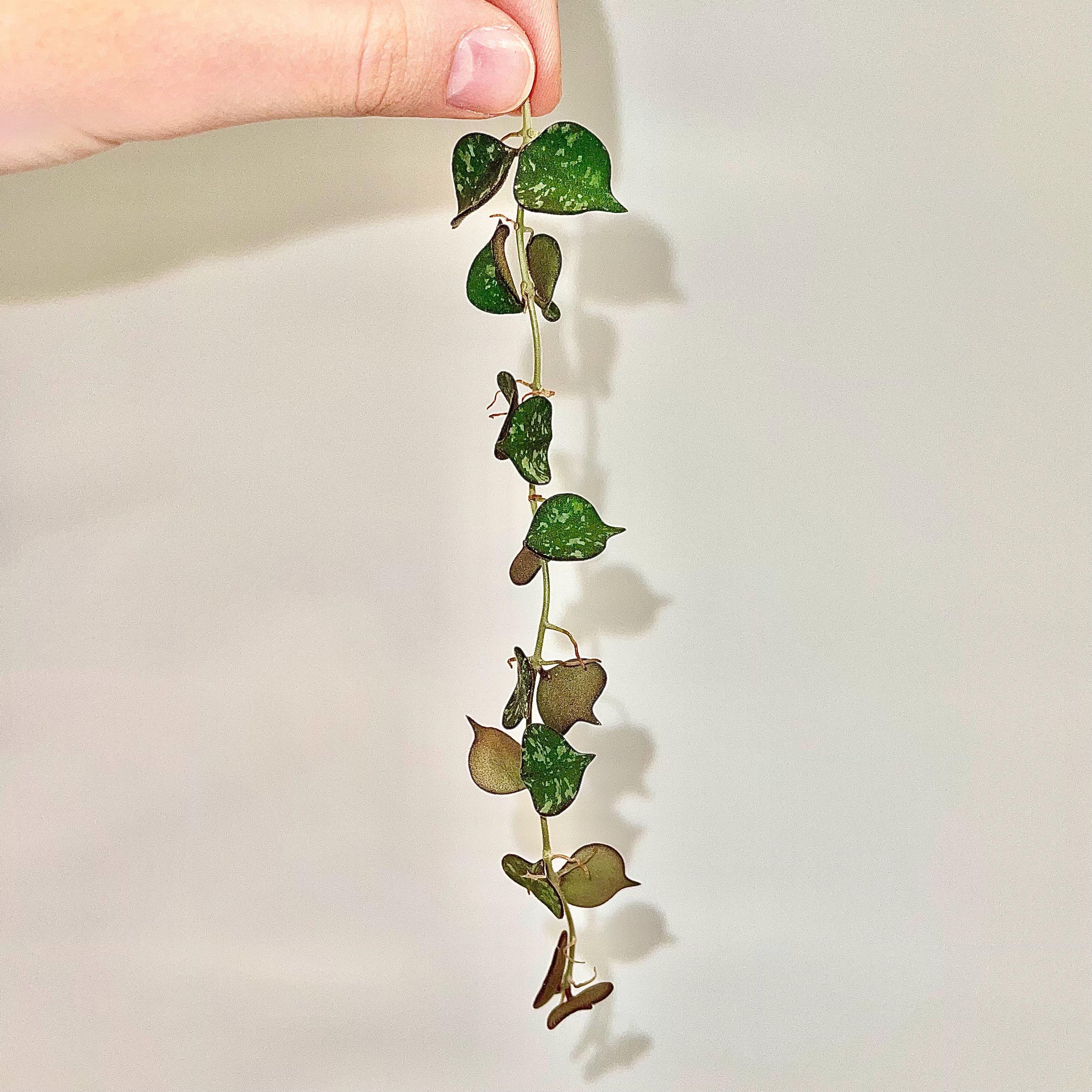 One FREE Per Item Purchsed TOP CUTTING Hoya curtisii (Can acclimate to house conditions)