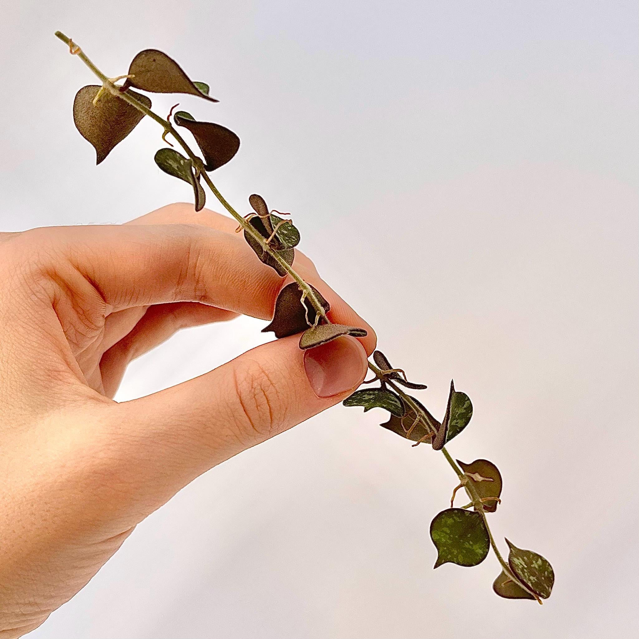 One FREE Per Item Purchsed TOP CUTTING Hoya curtisii (Can acclimate to house conditions)