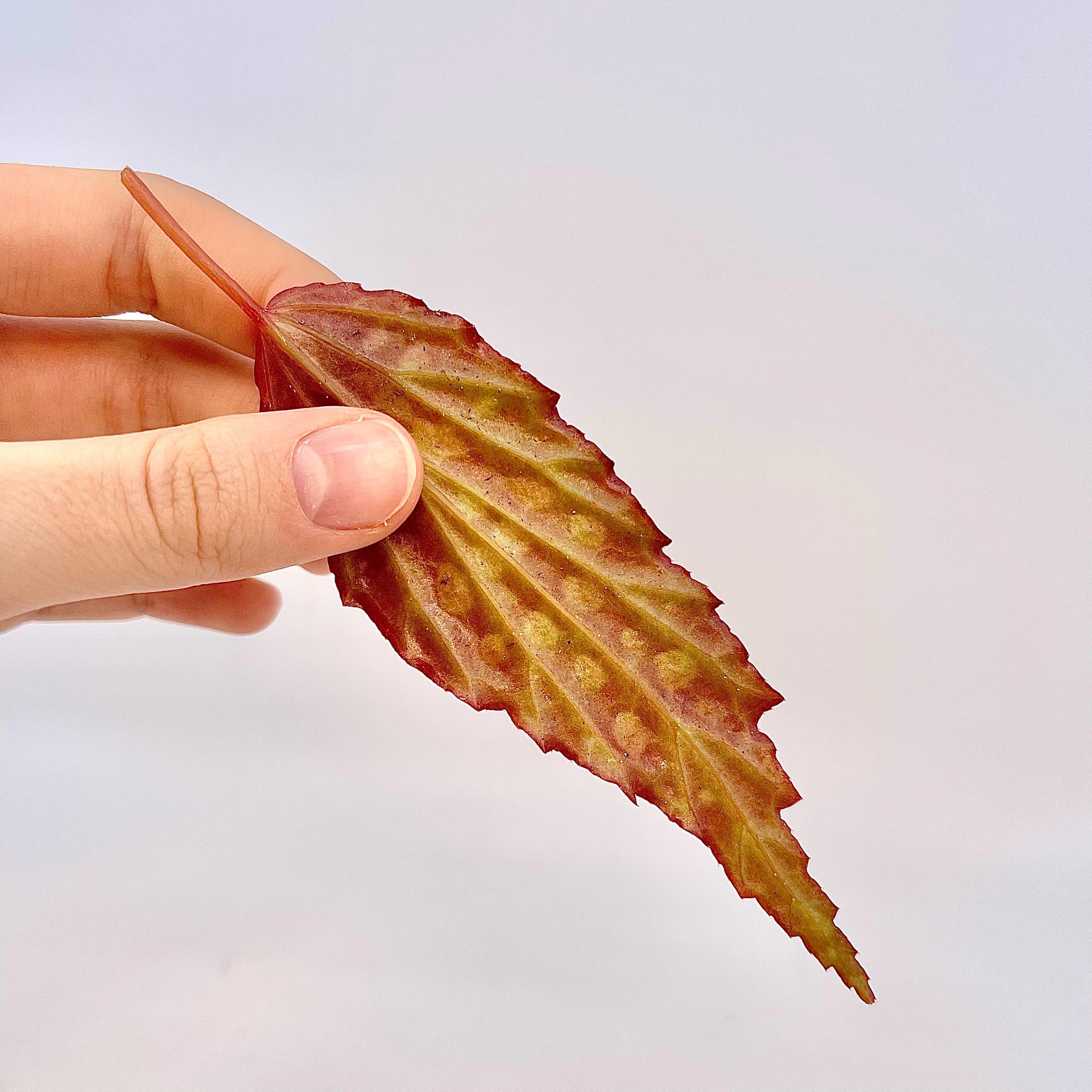 One FREE Per Item Purchased LEAF CUTTING Begonia Botanicaz 66