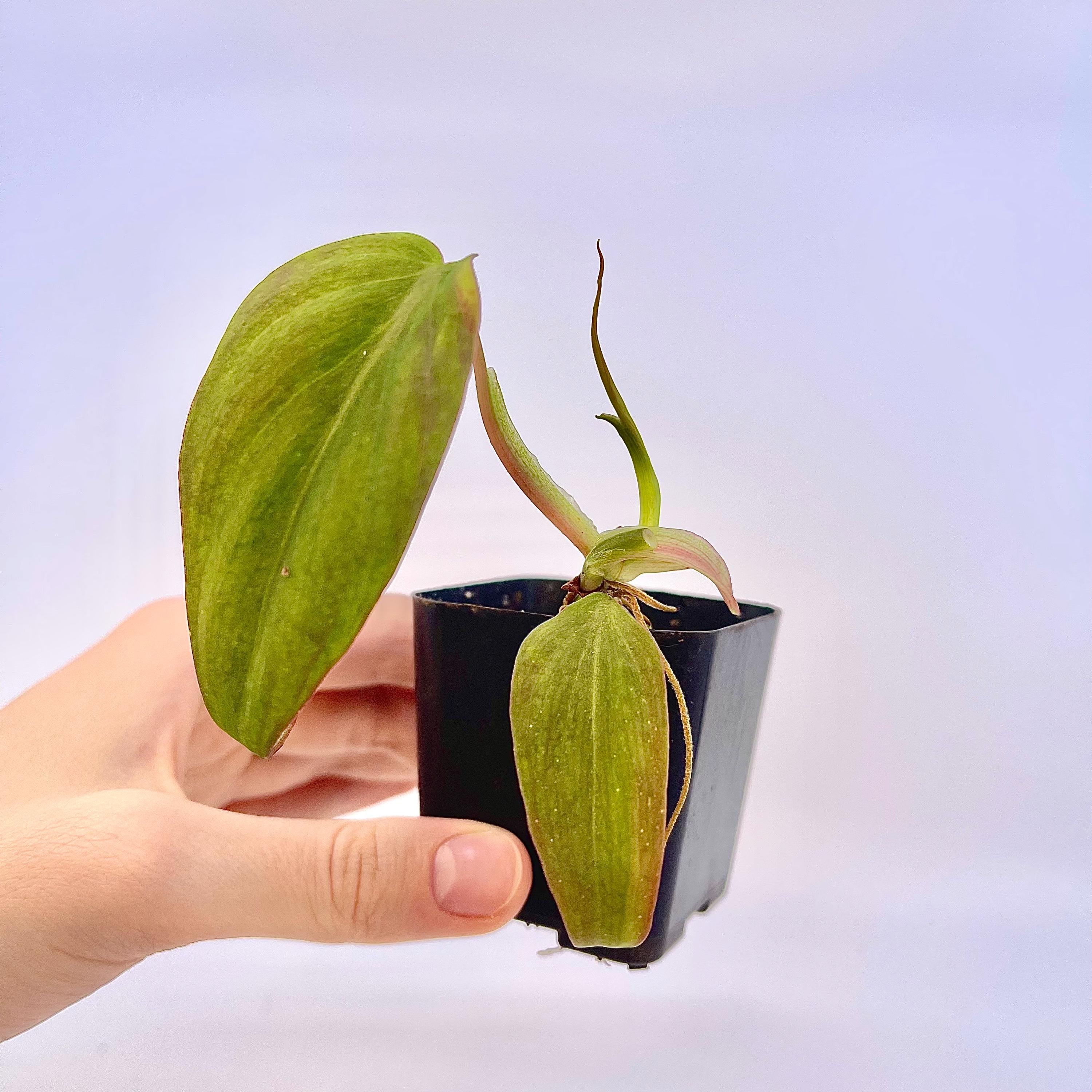 Variegated Philodendron micans ‘mint’ (non-exact) (Can acclimate to house conditions)