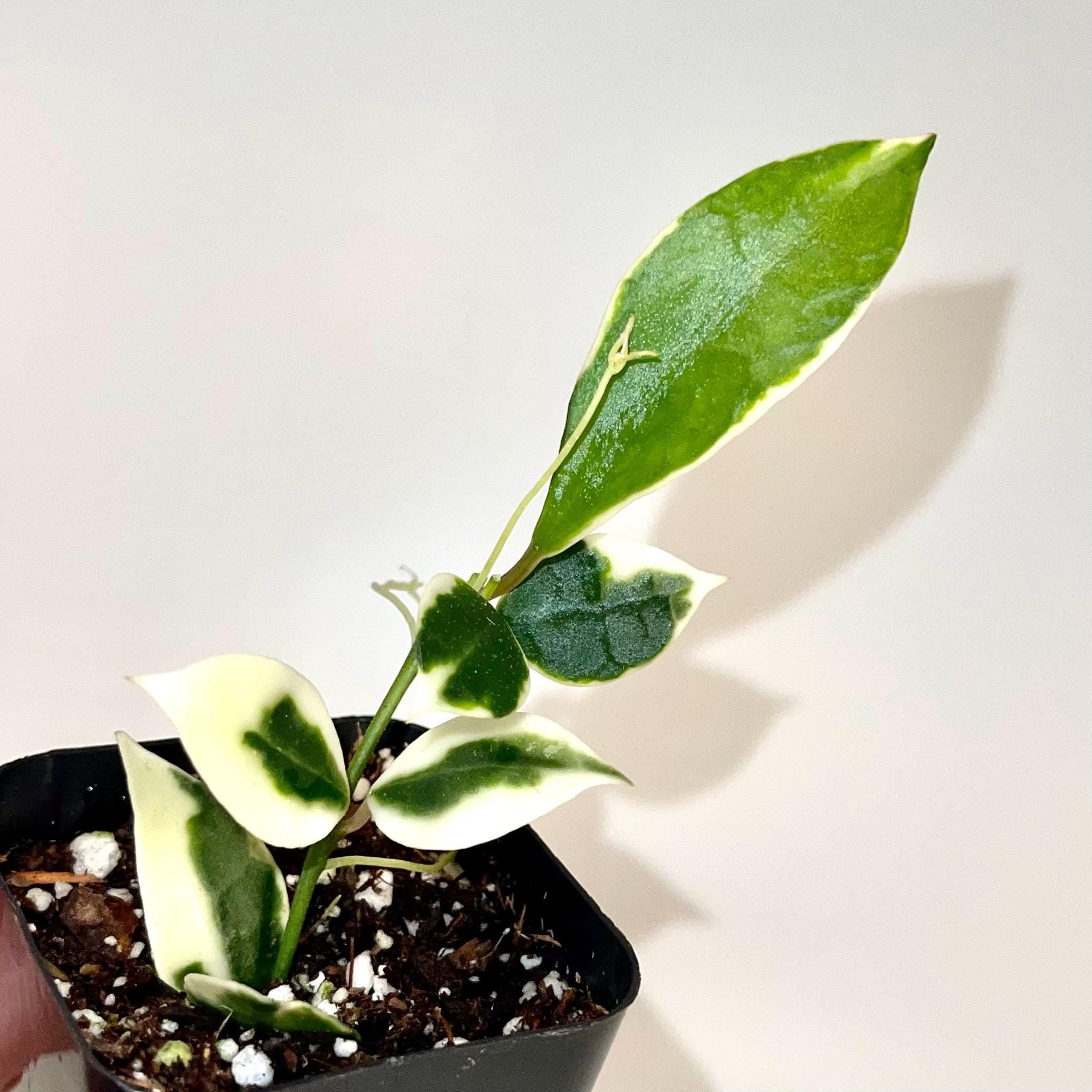 READY SOON Hoya lacunosa 'Asami' Variegated (Can acclimate to house conditions)