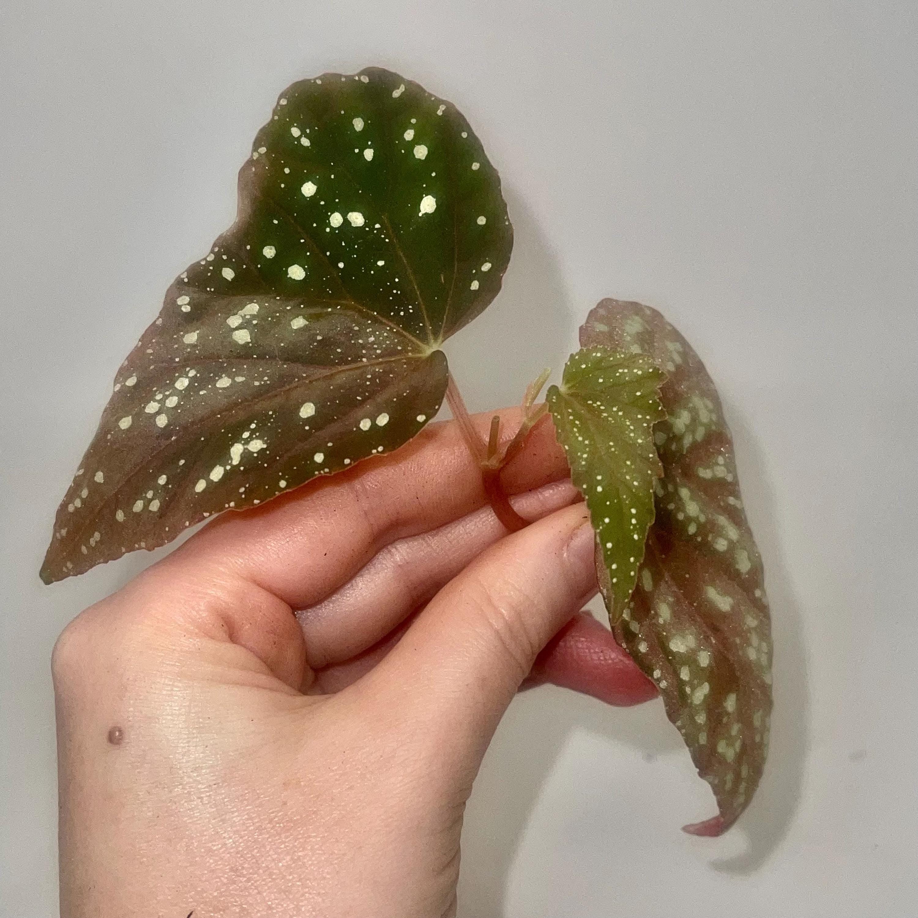 TOP CUTTING Begonia Botanicaz 79 V.5 (Can acclimate to house conditions)