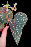 Begonia Botanicaz 79 V.5 (Can acclimate to house conditions)