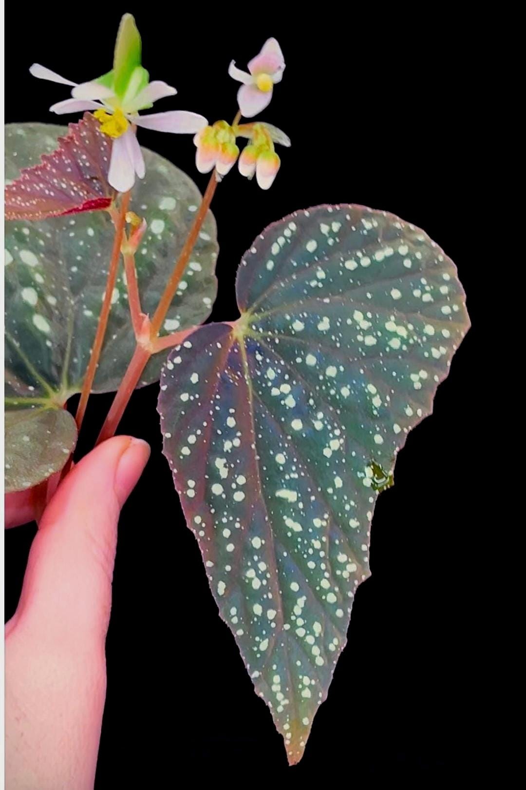 Begonia Botanicaz 79 V.5 (Can acclimate to house conditions)