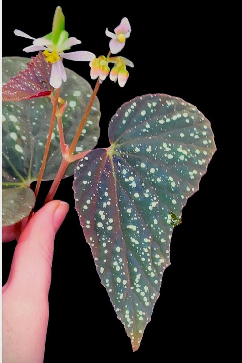 Begonia Botanicaz 79 V.5 (Can acclimate to house conditions)