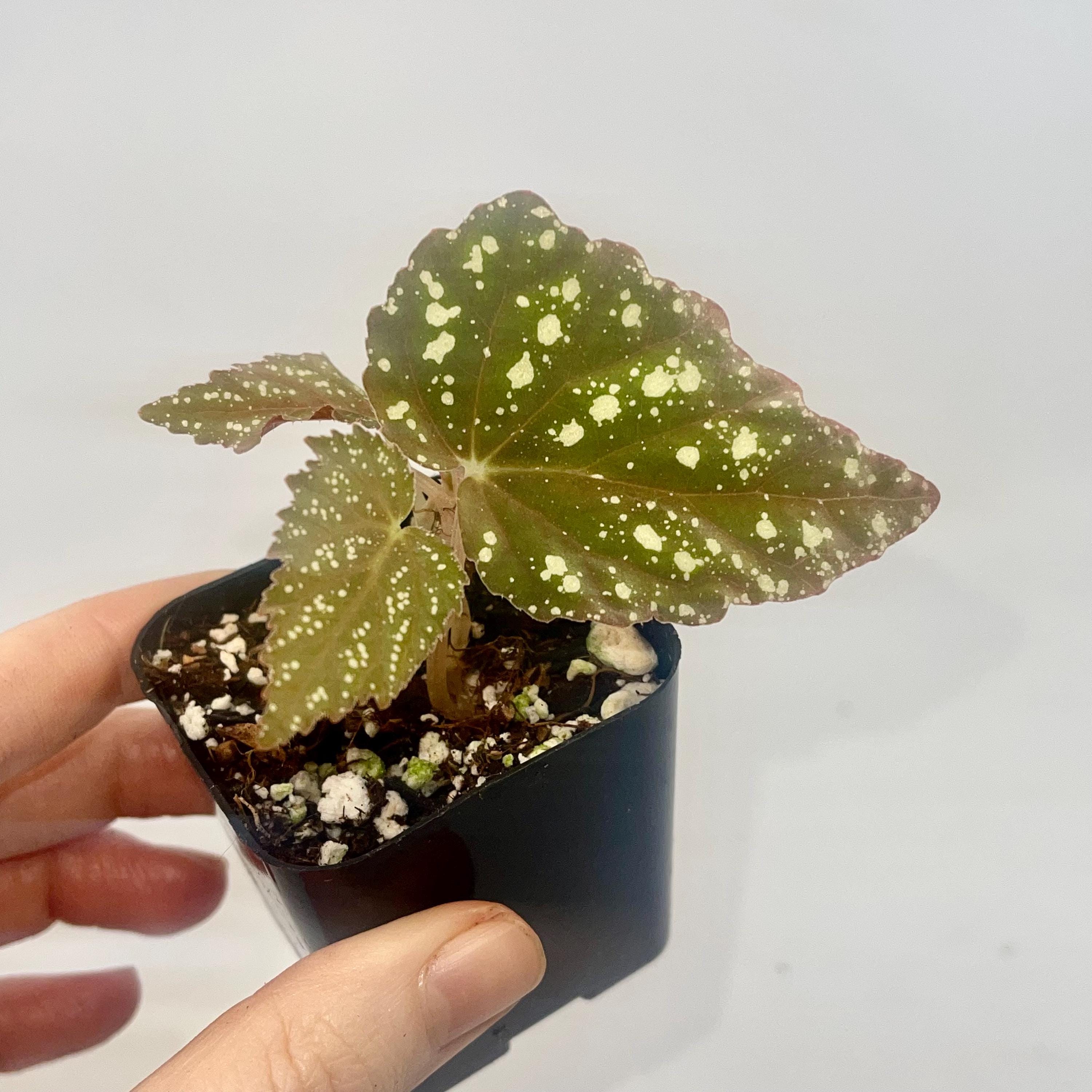 Begonia Botanicaz 79 V.5 (Can acclimate to house conditions)
