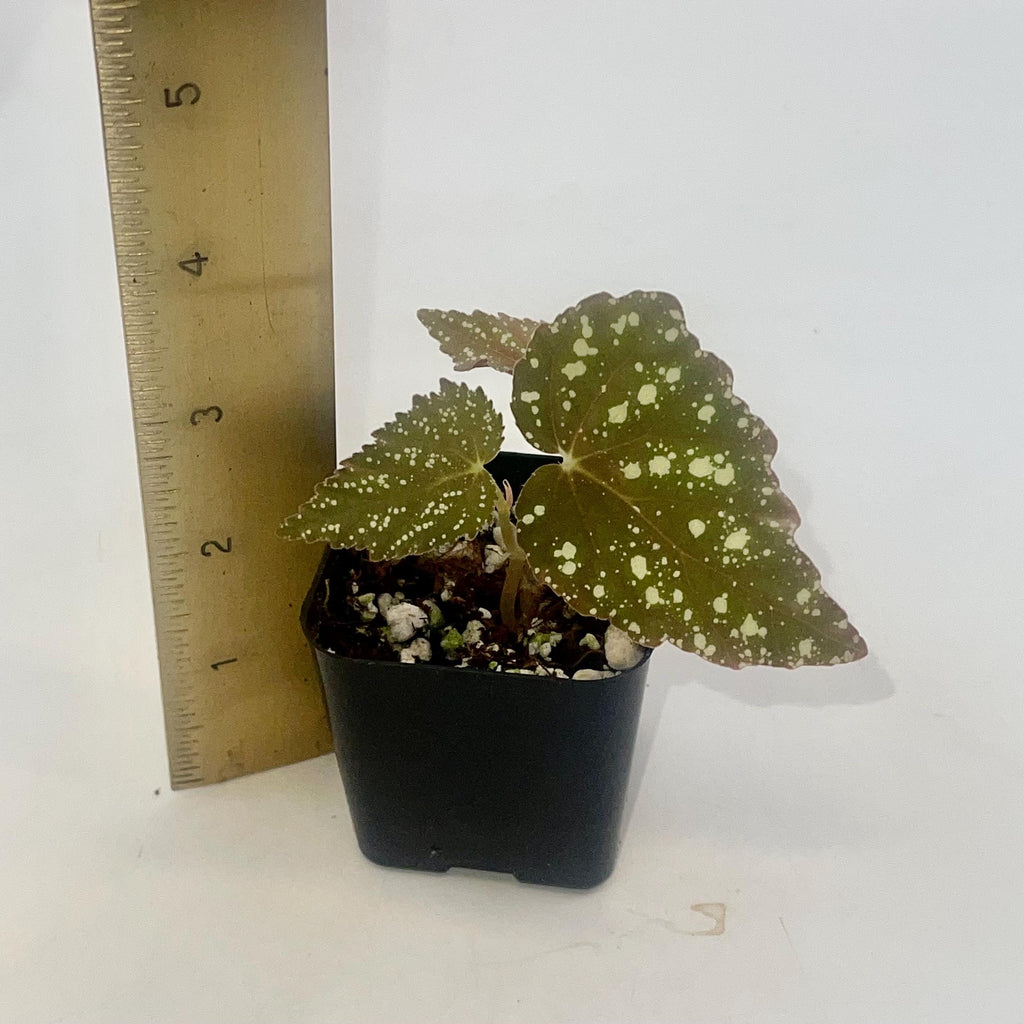 Begonia Botanicaz 79 V.5 (Can acclimate to house conditions)