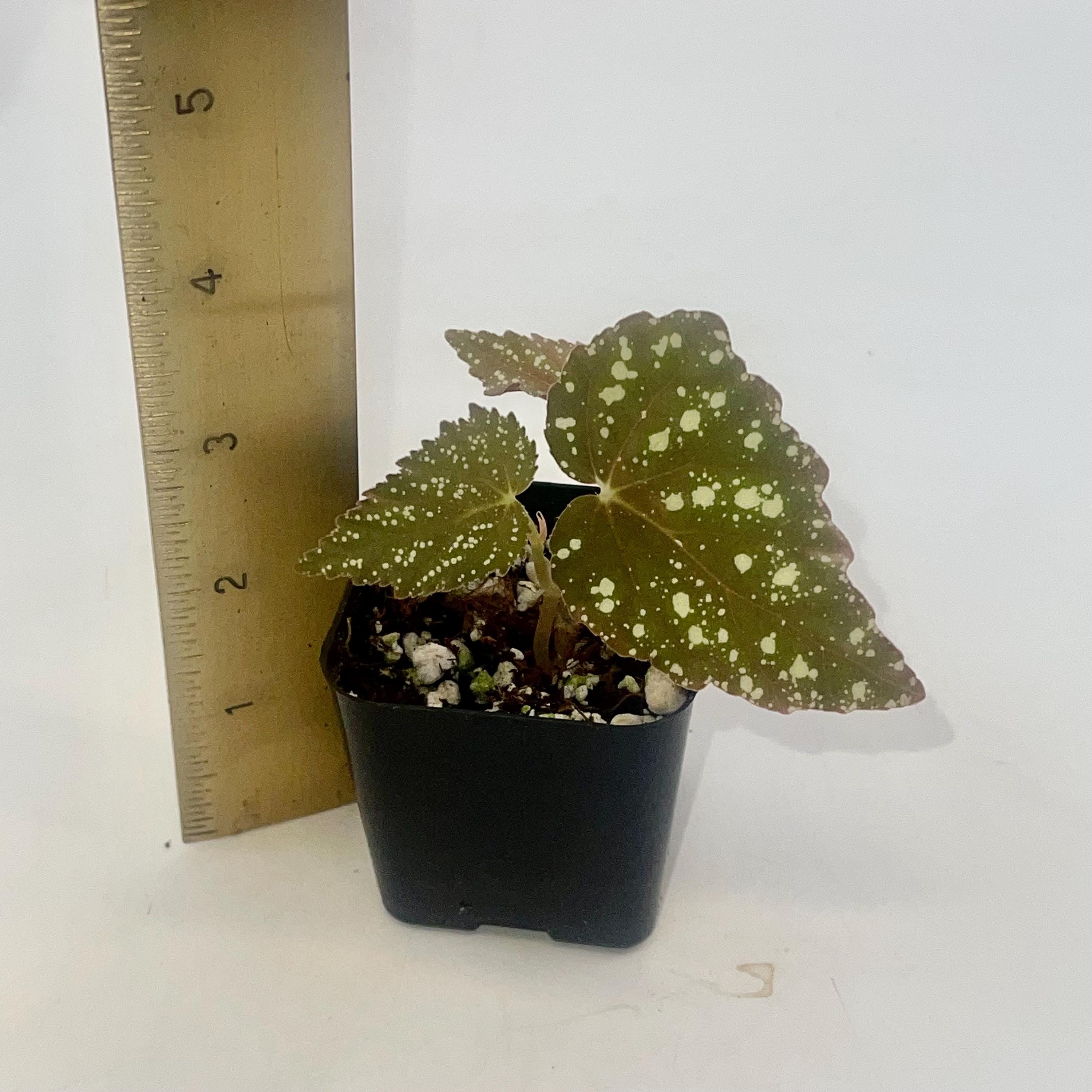 Begonia Botanicaz 79 V.5 (Can acclimate to house conditions)
