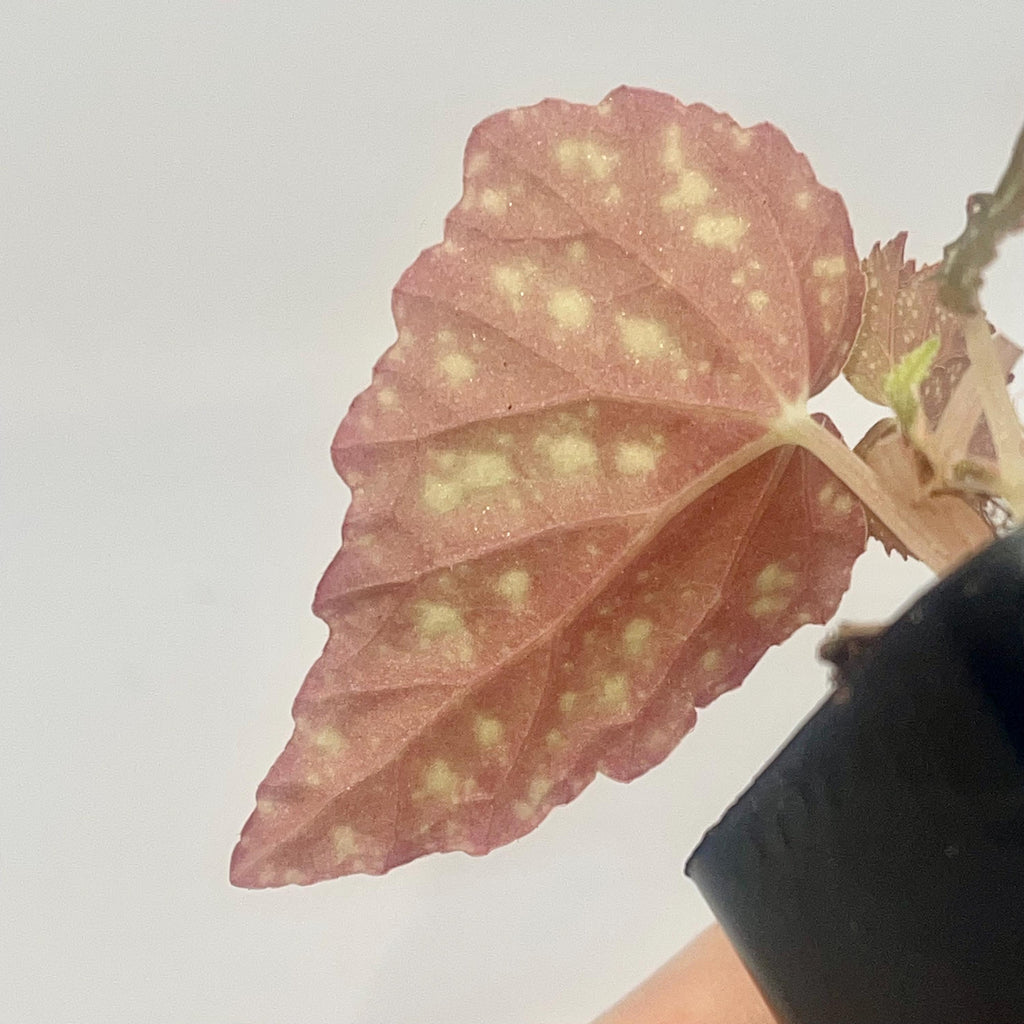Begonia Botanicaz 79 V.5 (Can acclimate to house conditions)