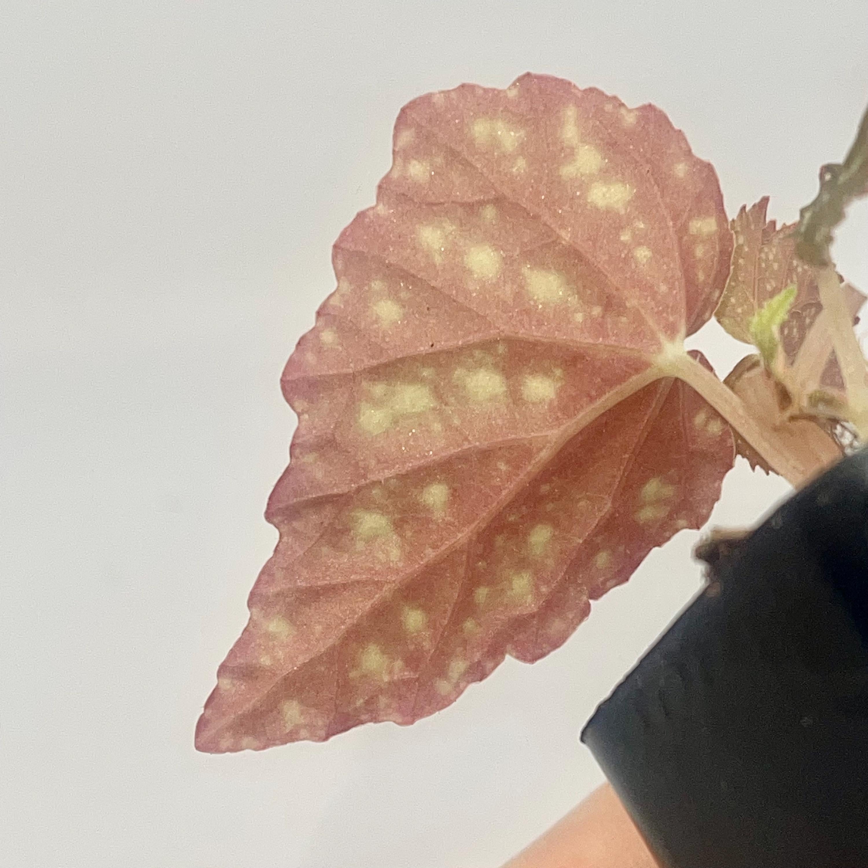 Begonia Botanicaz 79 V.5 (Can acclimate to house conditions)