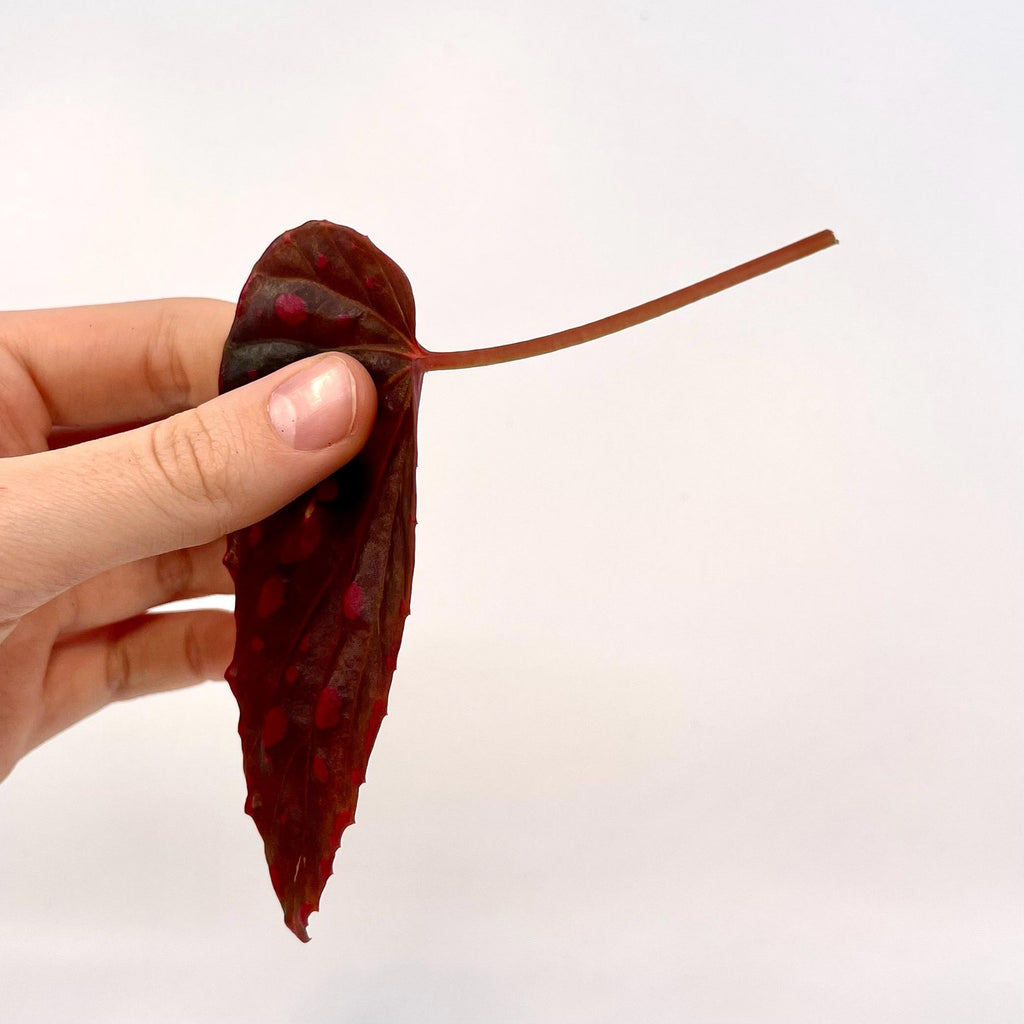 LEAF CUTTING Begonia Botanicaz 44 V.1