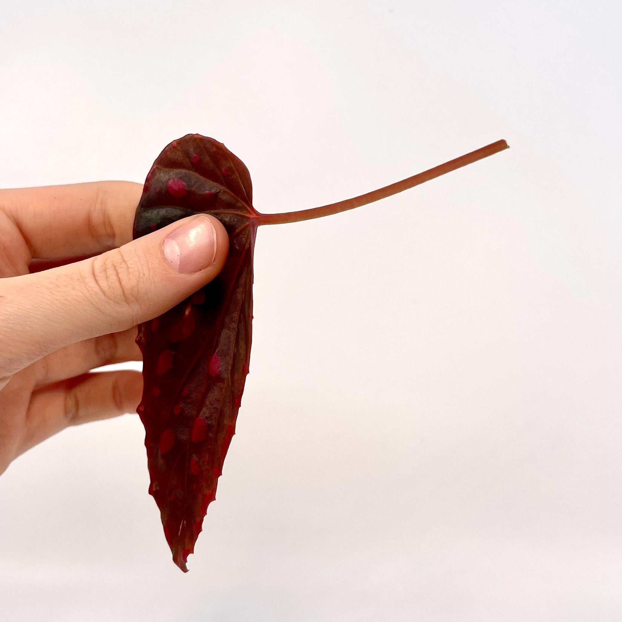 LEAF CUTTING Begonia Botanicaz 44 V.1