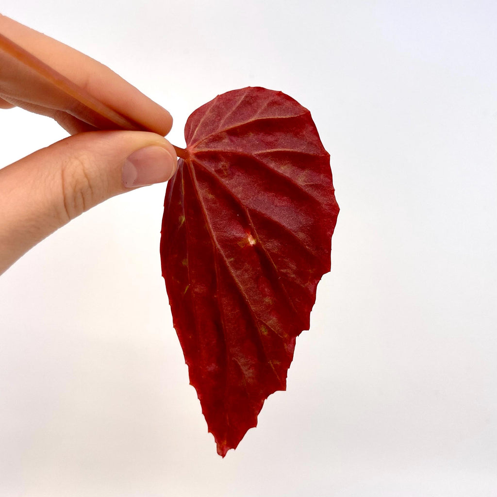 LEAF CUTTING Begonia Botanicaz 44 V.1