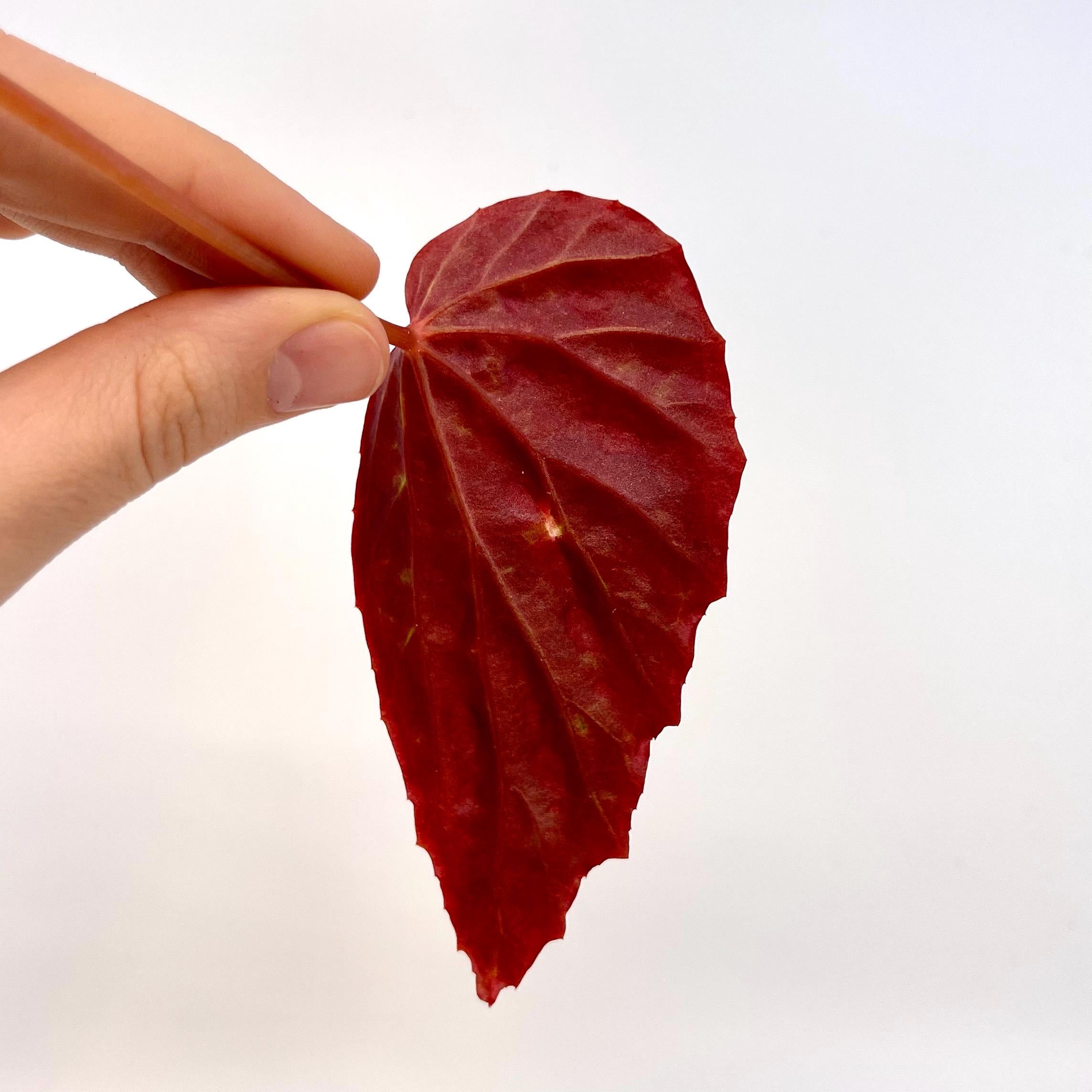 LEAF CUTTING Begonia Botanicaz 44 V.1