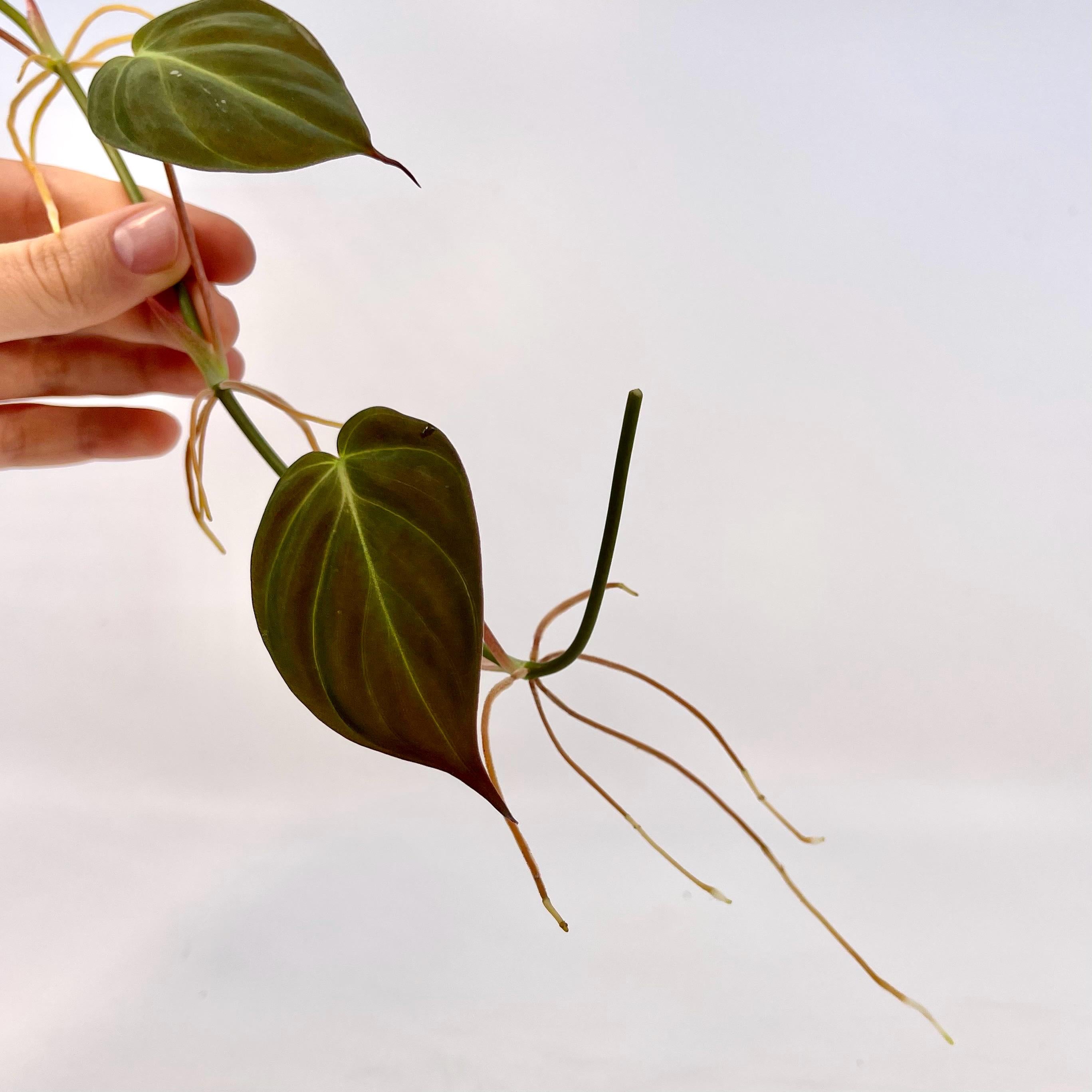 One FREE Per Item Purchased Reverted Philodendron Micans TOP CUTTING (Can acclimate to house conditions)