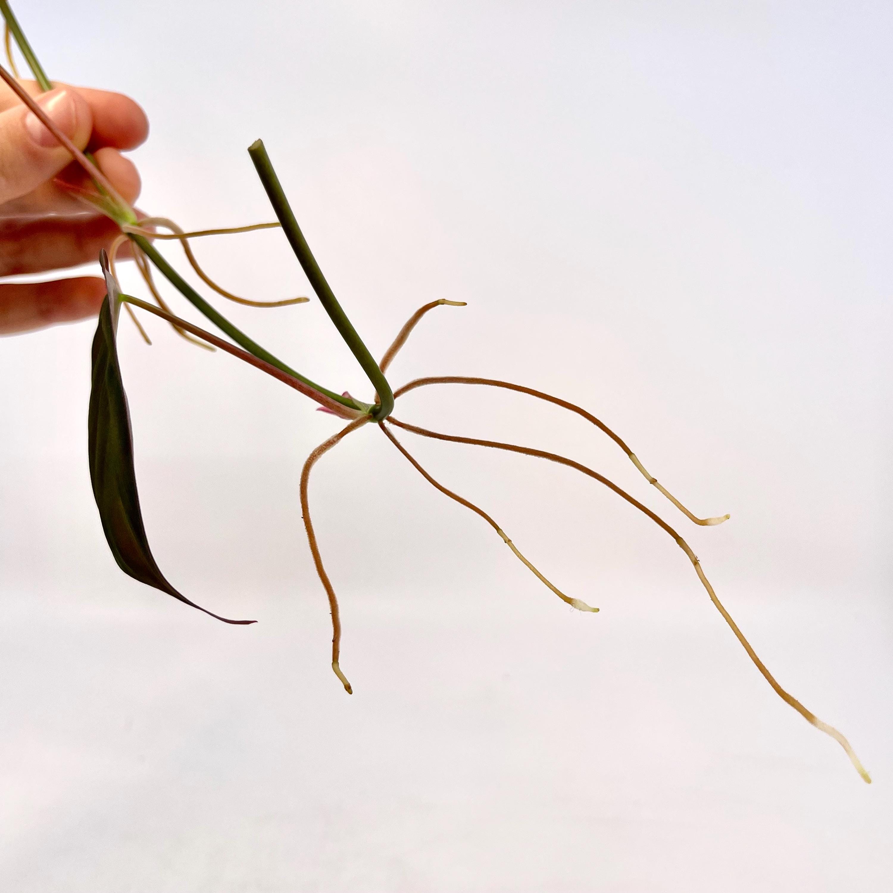 One FREE Per Item Purchased Reverted Philodendron Micans TOP CUTTING (Can acclimate to house conditions)