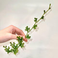 CUTTING Selaginella uncinata