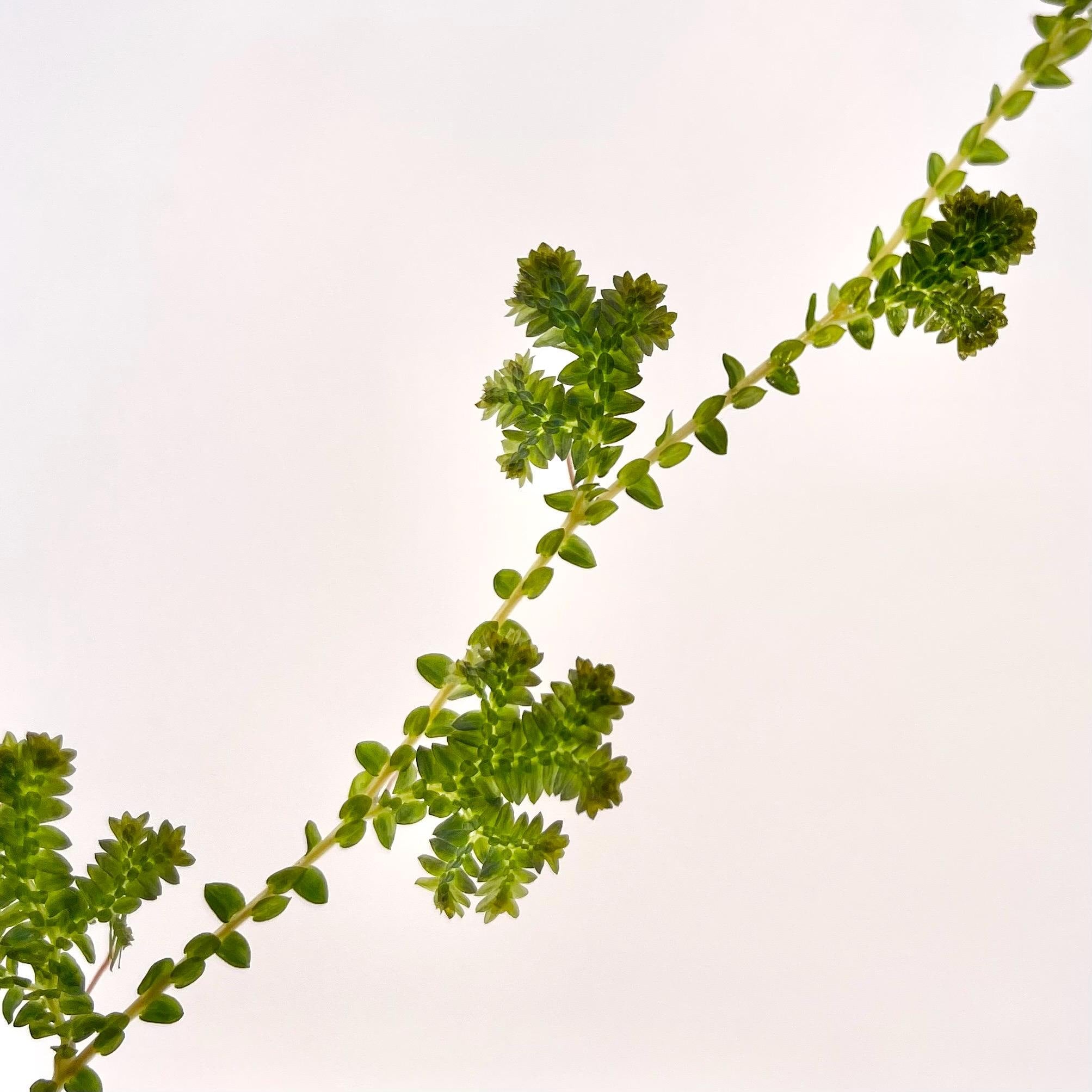 CUTTING Selaginella uncinata