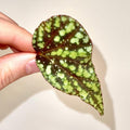 LEAF CUTTING Botanicaz 92 (Can acclimate to house conditions)