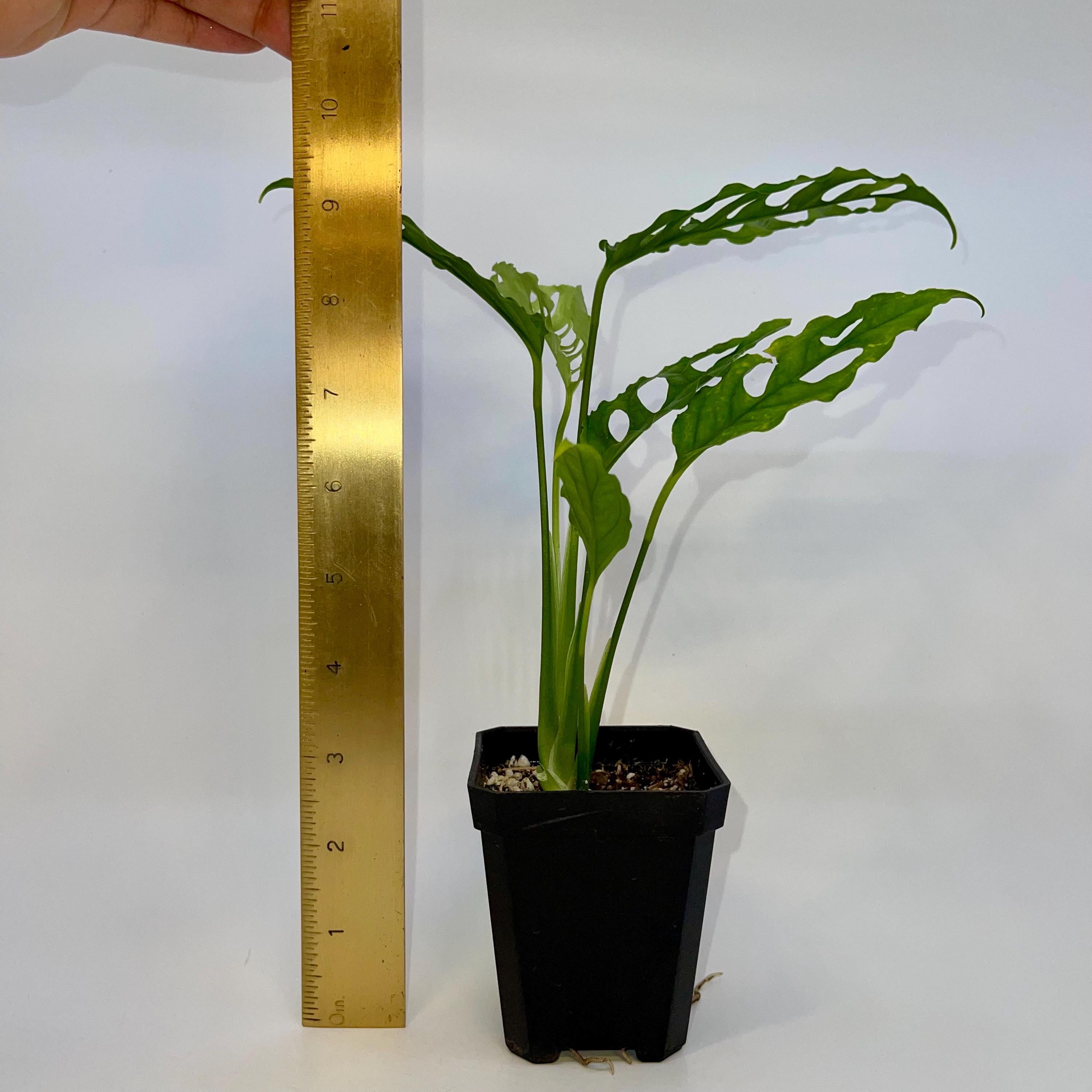 Monstera Obliqua