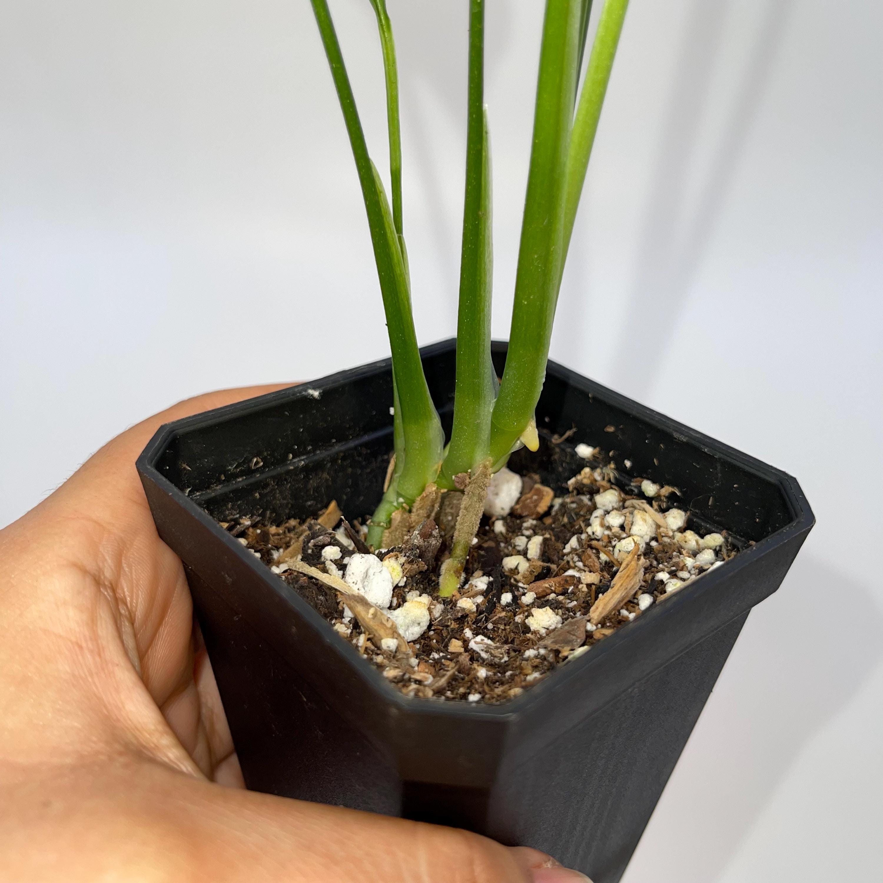 Monstera Obliqua