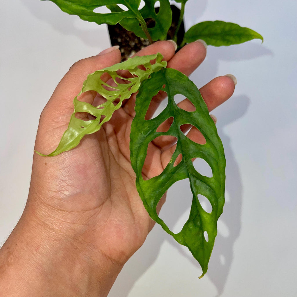 Monstera Obliqua