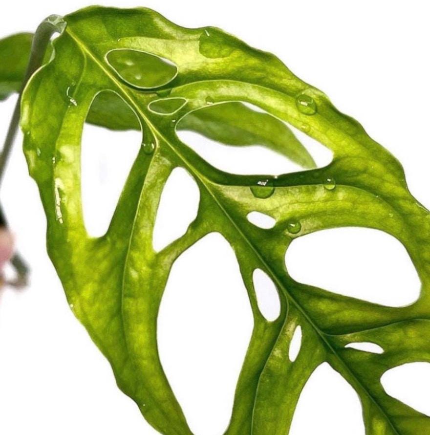 Monstera Obliqua